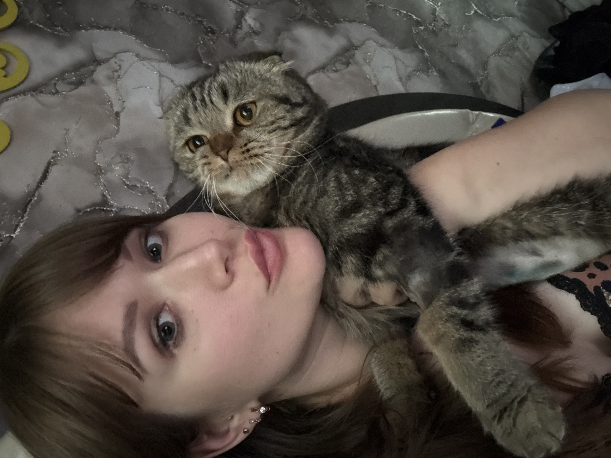 Lazy afternoon with a Scottish Fold cat in Chaikovsky