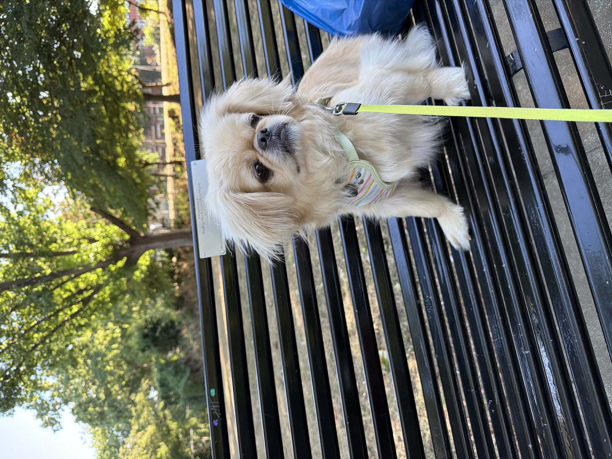 Fluffy dog takes a bench break in Southend-on-Sea park