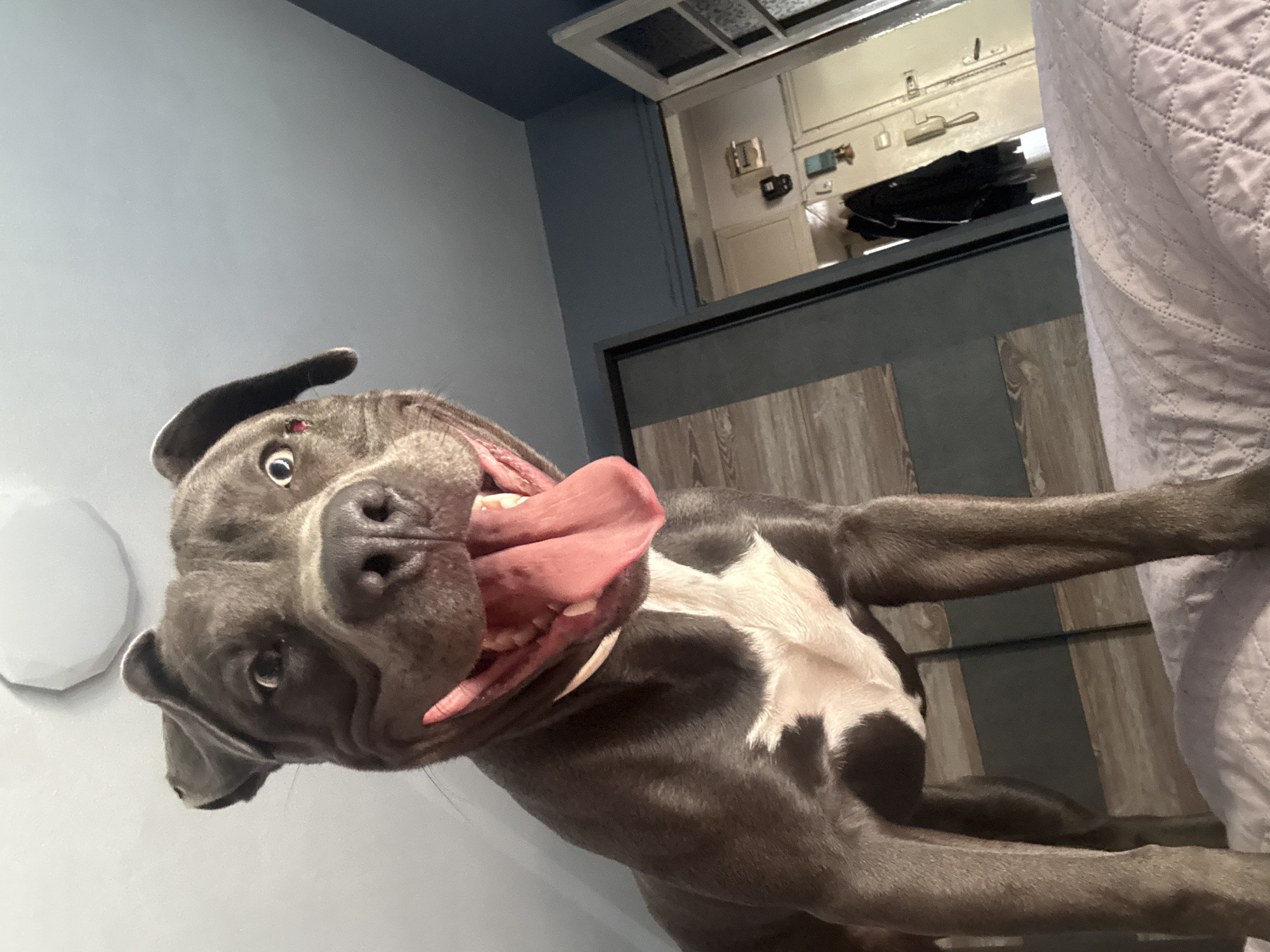 Gray pit bull plays with teal toy on a purple bed in Varna