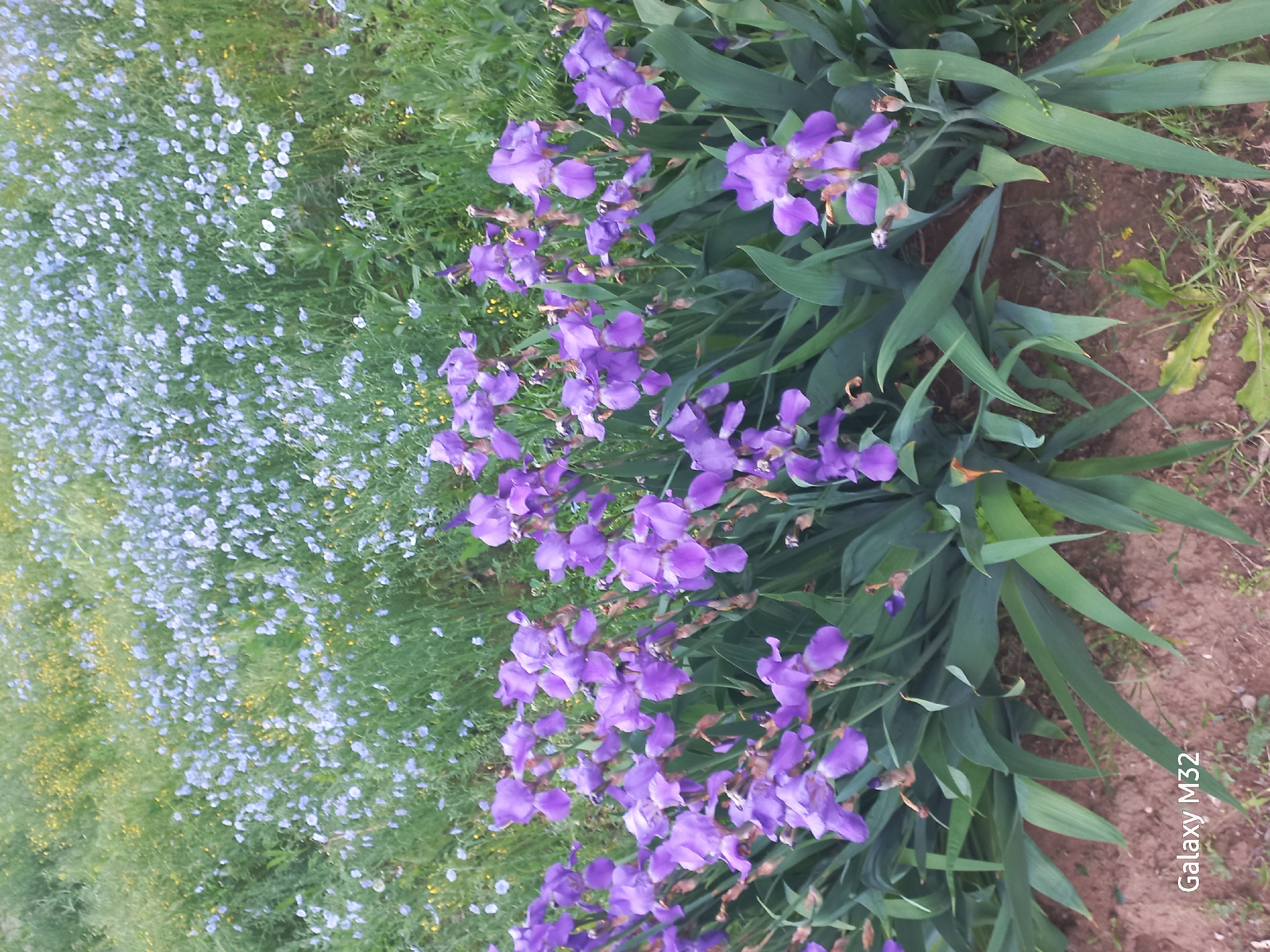Spring flowers bloom in Volzhsky gardens