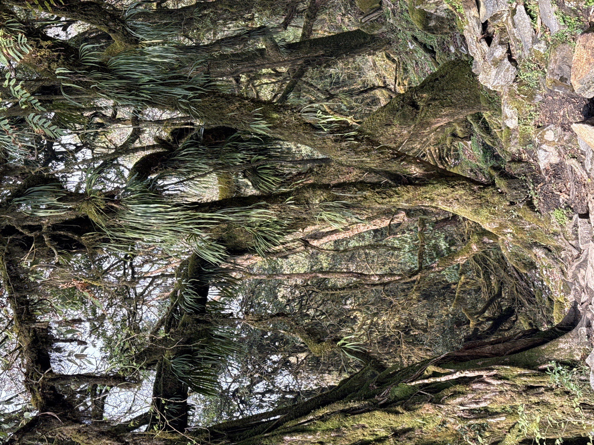 Ancient forest scene documented in mountainous Lumre, Nepal