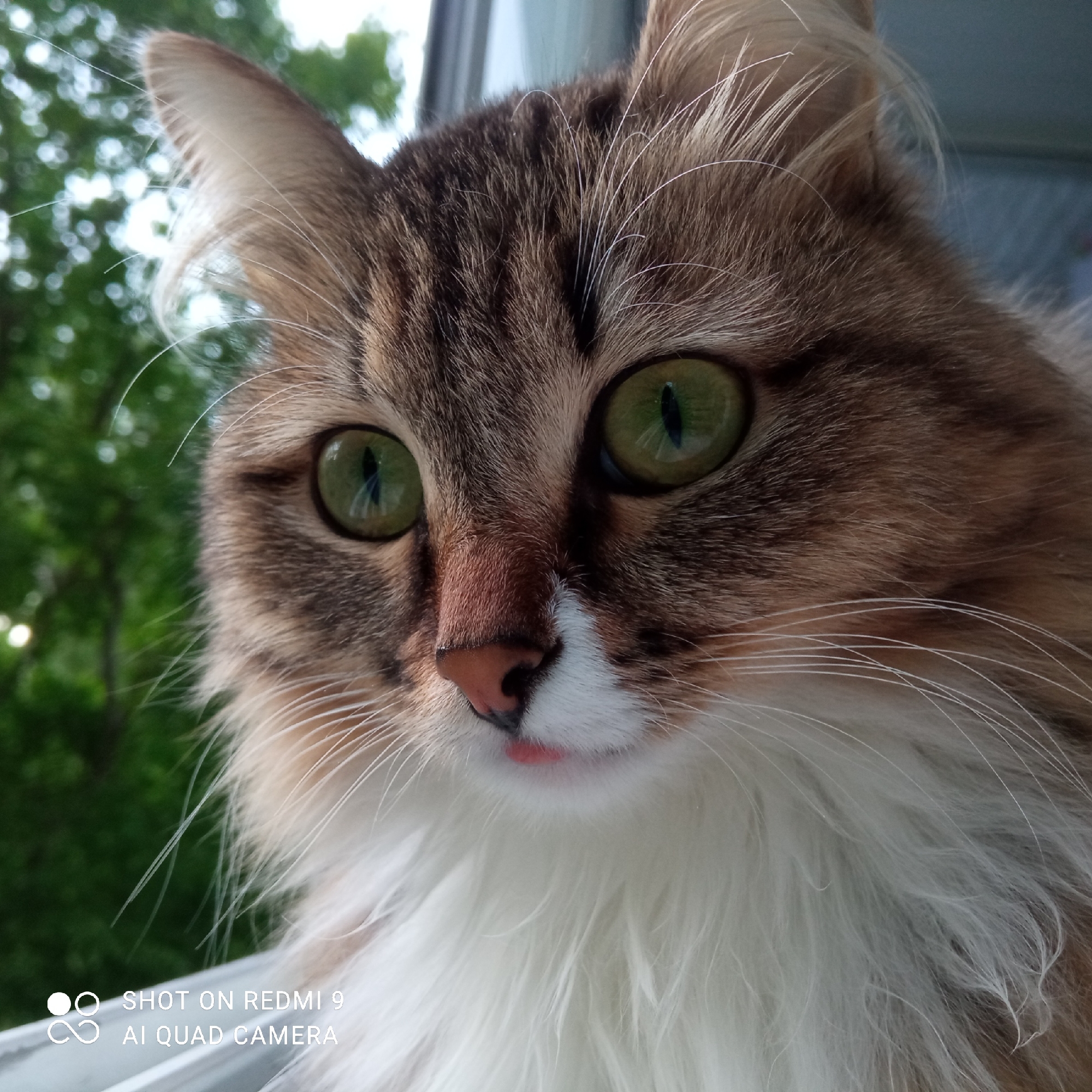 Cat photographed near window in Chaikovsky, Russia