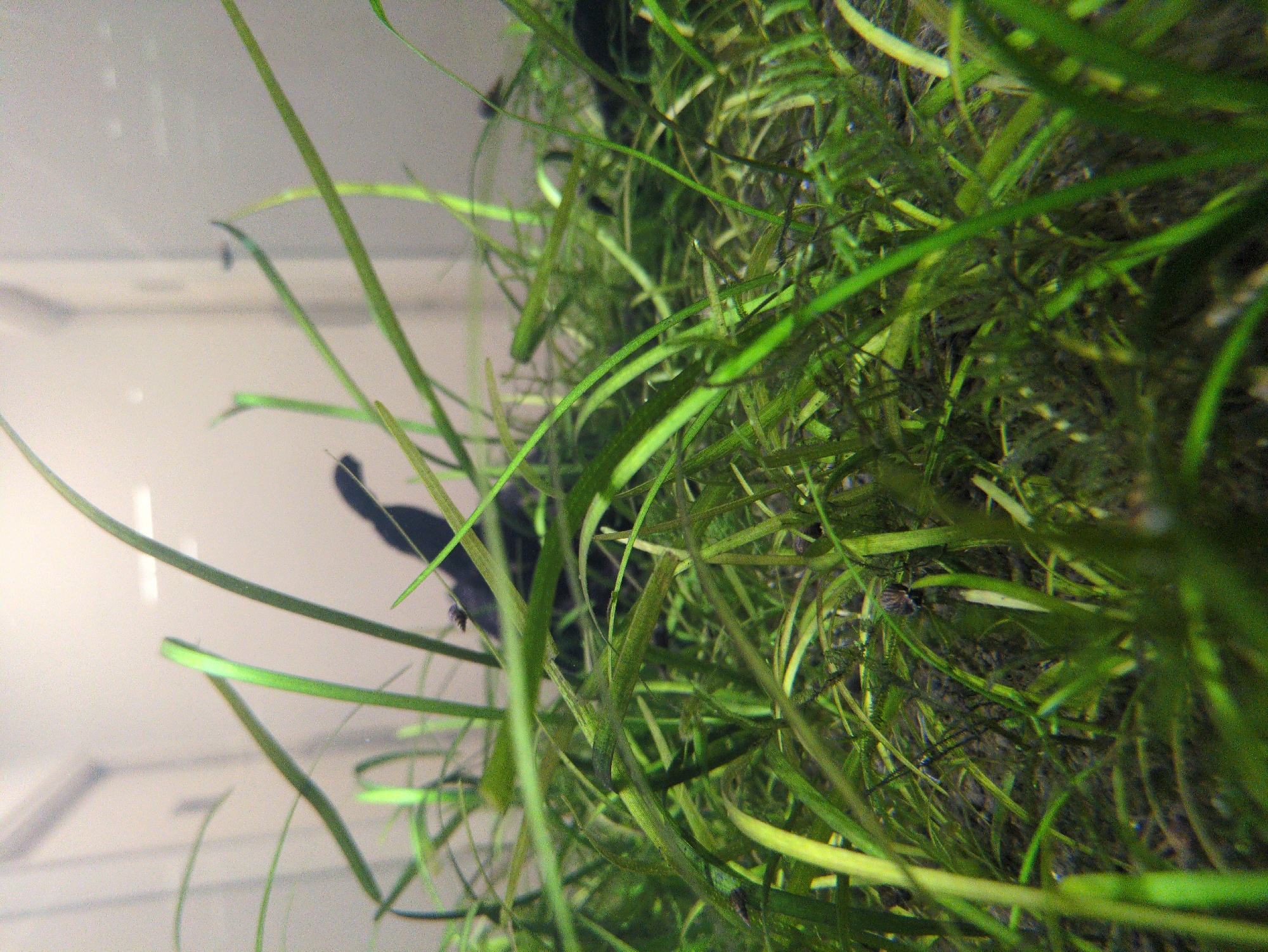 Bengaluru resident captures morning aquarium care, lunch, architecture details