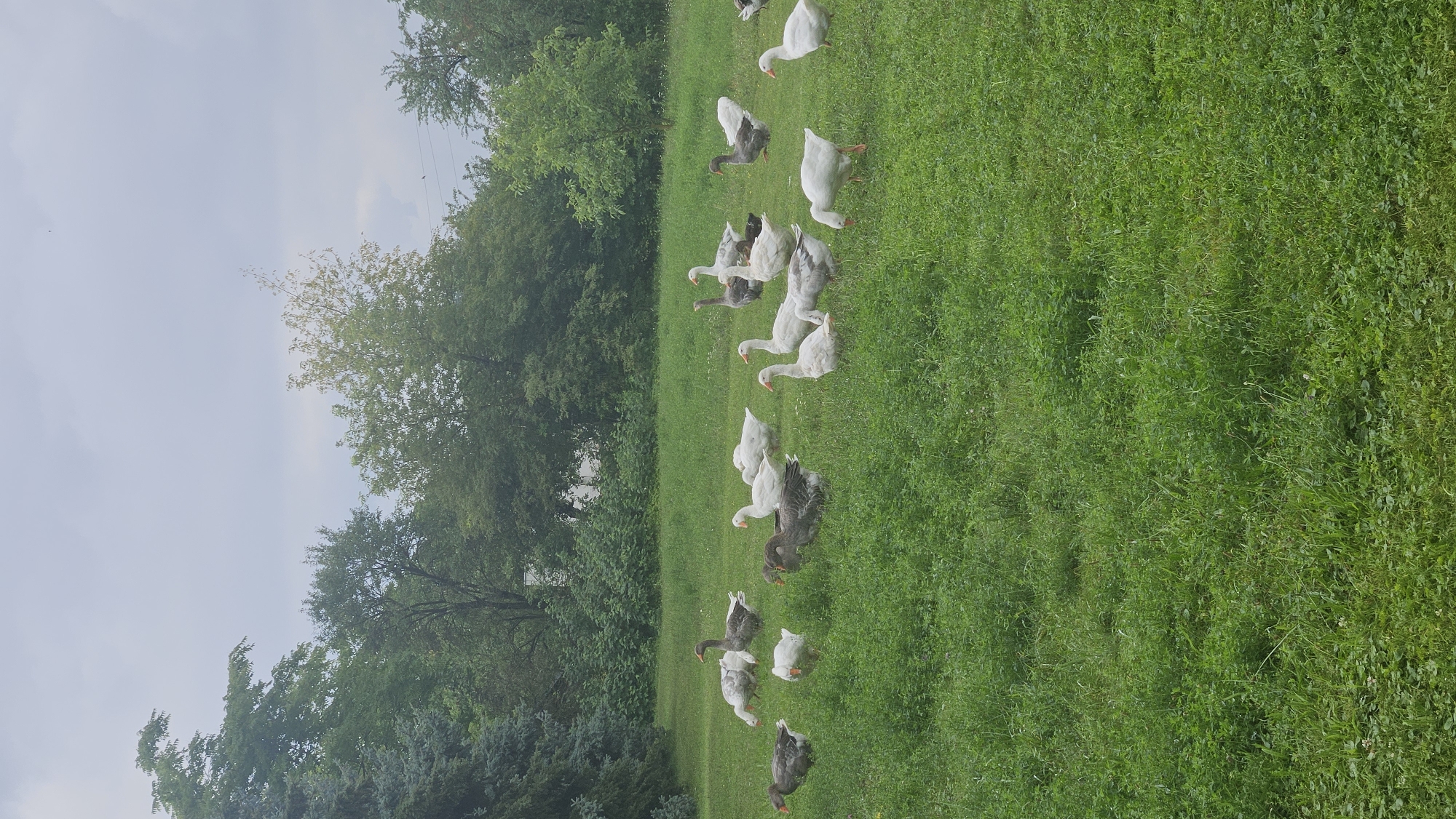 Backyard wildlife and morning joggers in Prešov