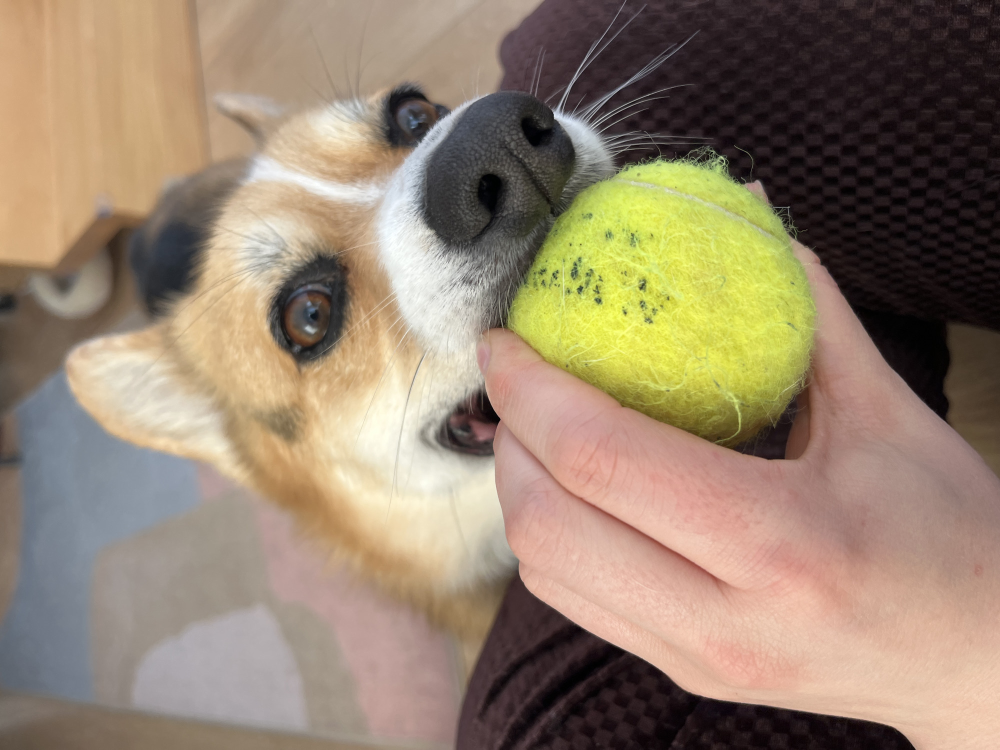 Morning breakfast shared with Welsh Corgi in German countryside
