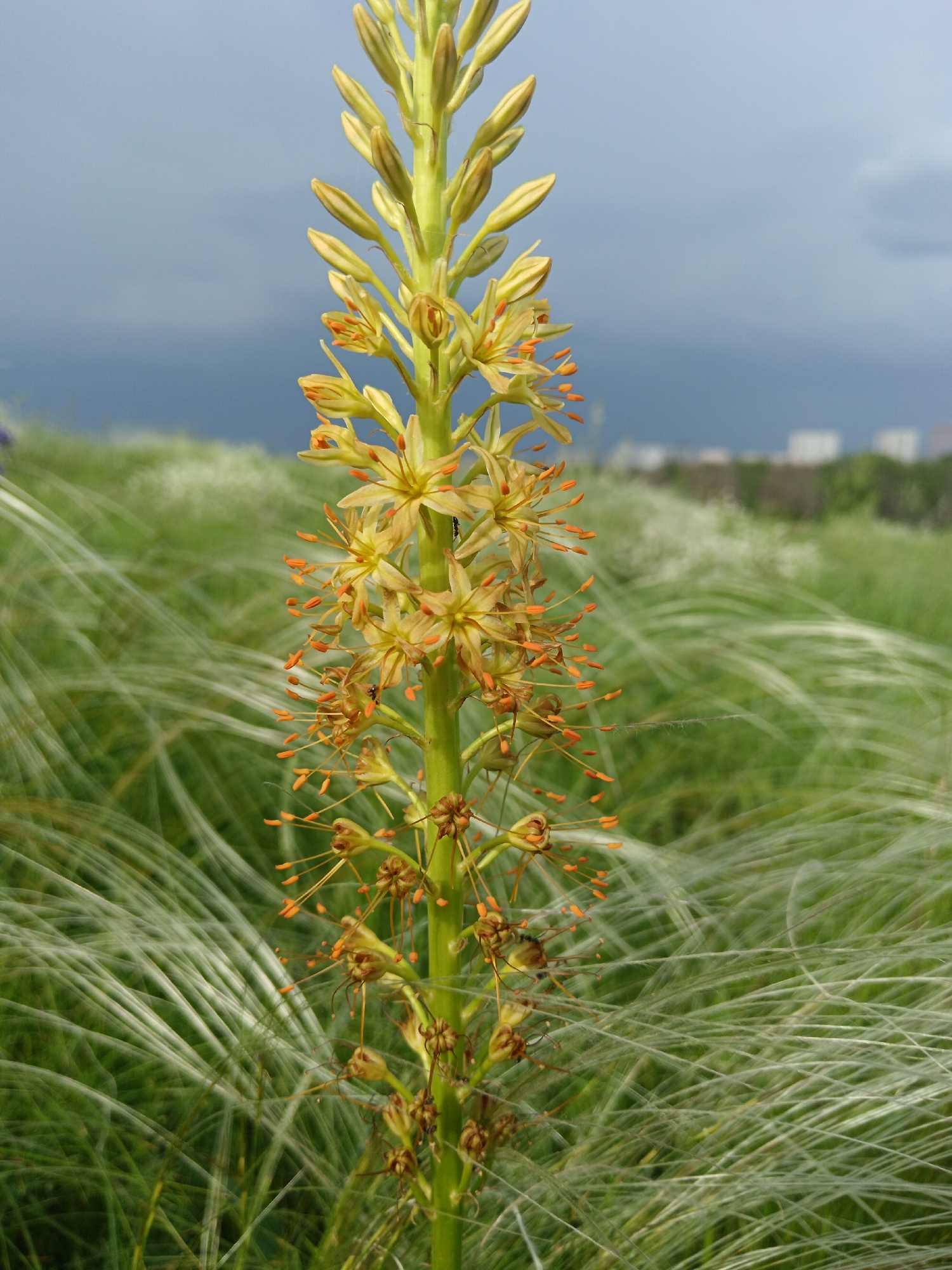 Spring flowering documented in Russian grassland field
