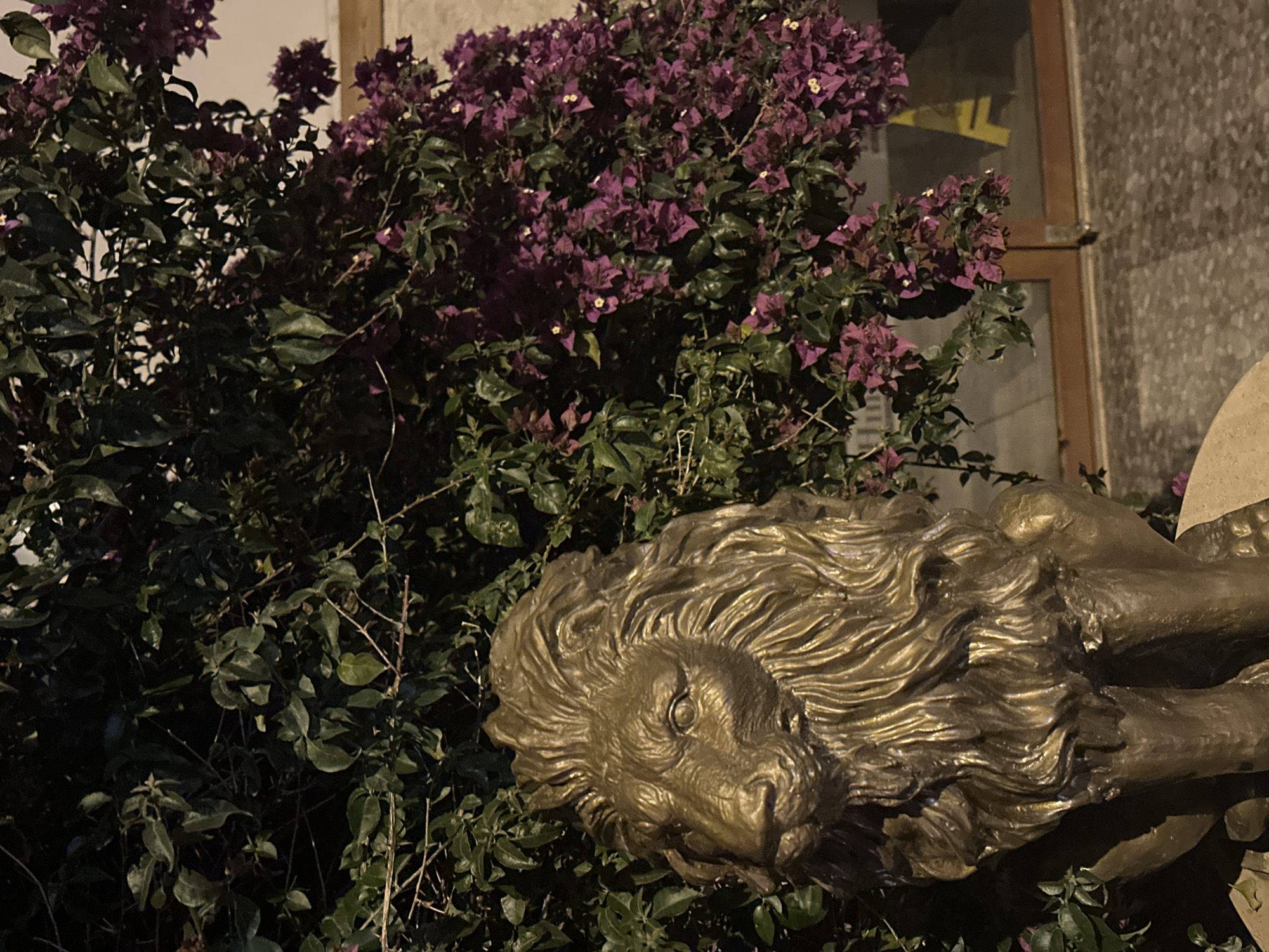 Bronze lion statue spotted among bougainvillea in Kaş, Turkey