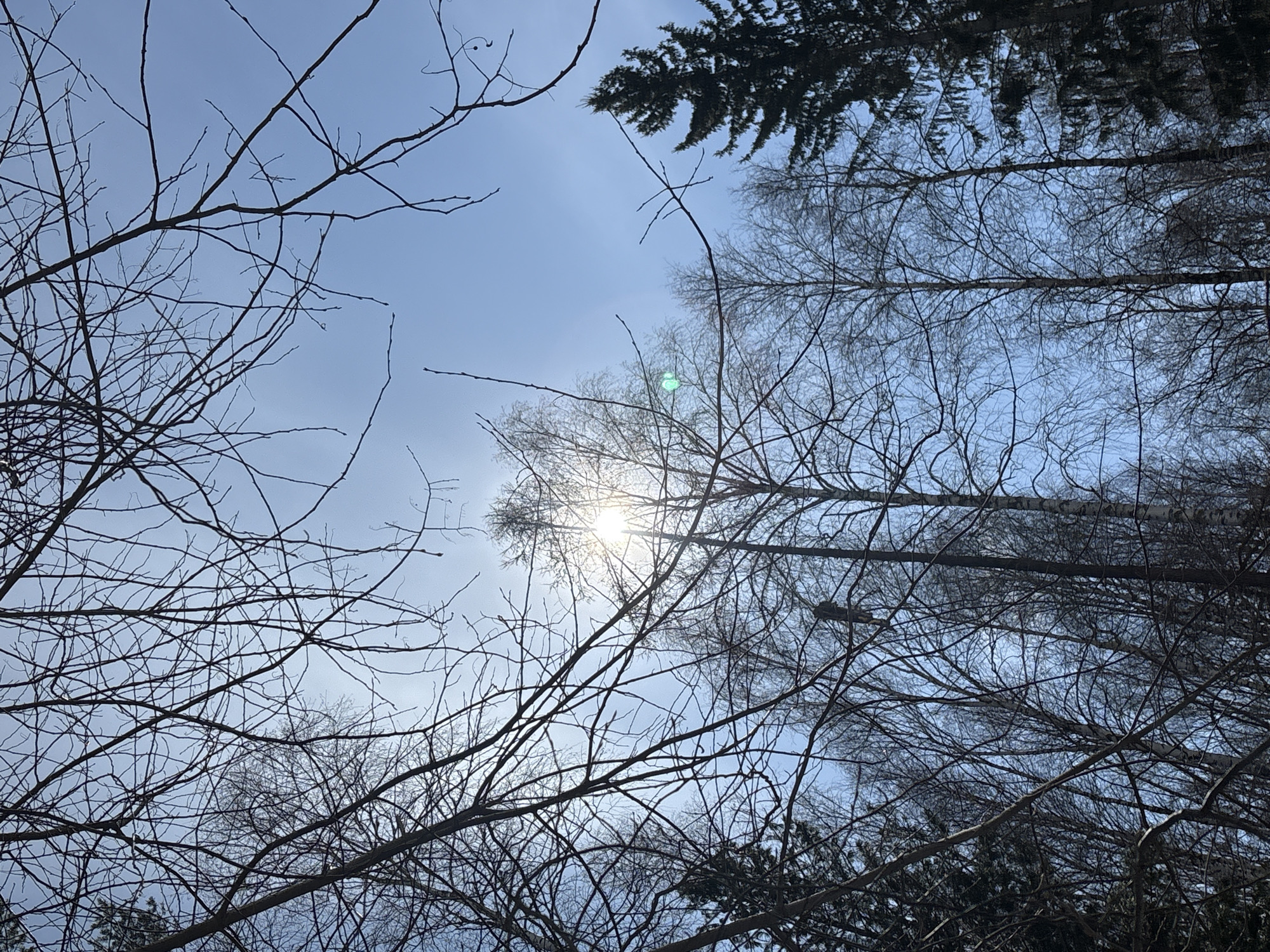 Spring moments captured in Ust-Ilimsk: cat, trees, lingering snow