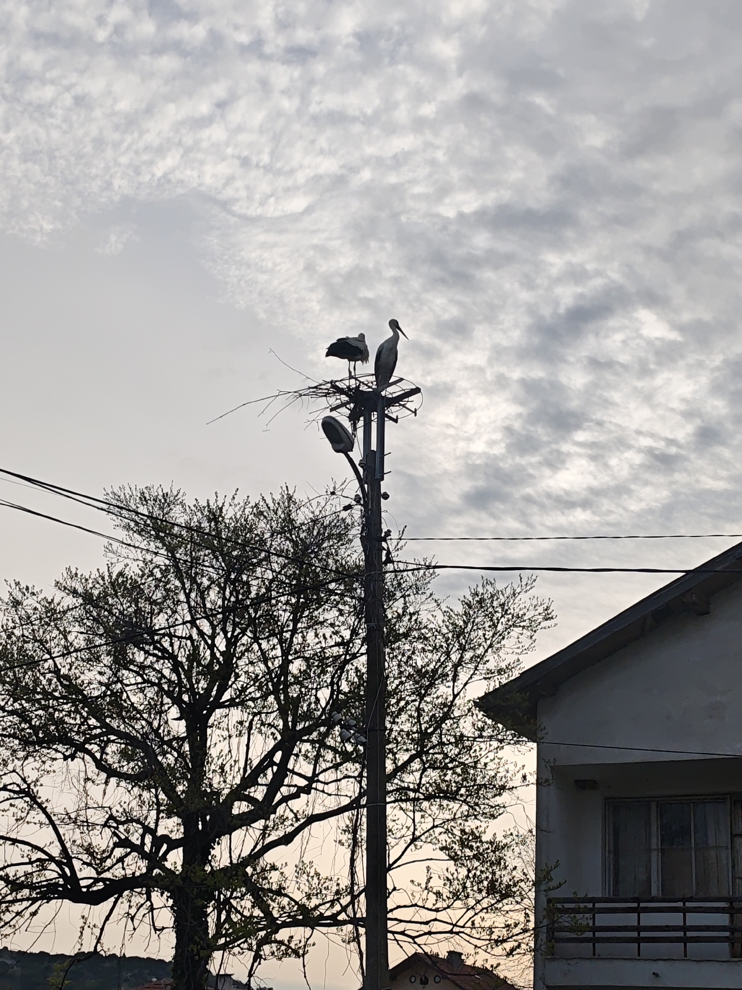 White storks spotted nesting near residential utility poles