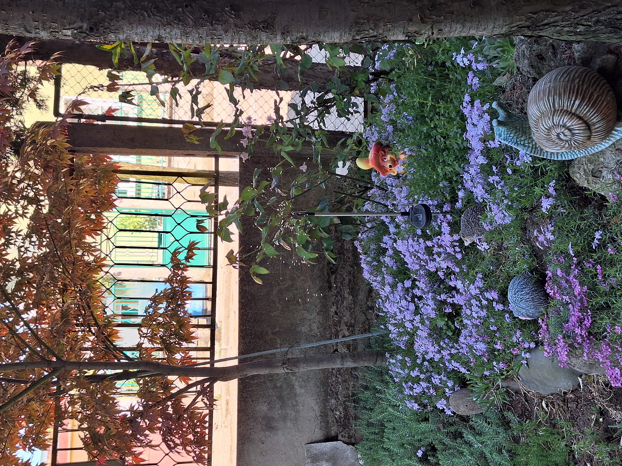 Spring garden blooms documented in Montana, Bulgaria