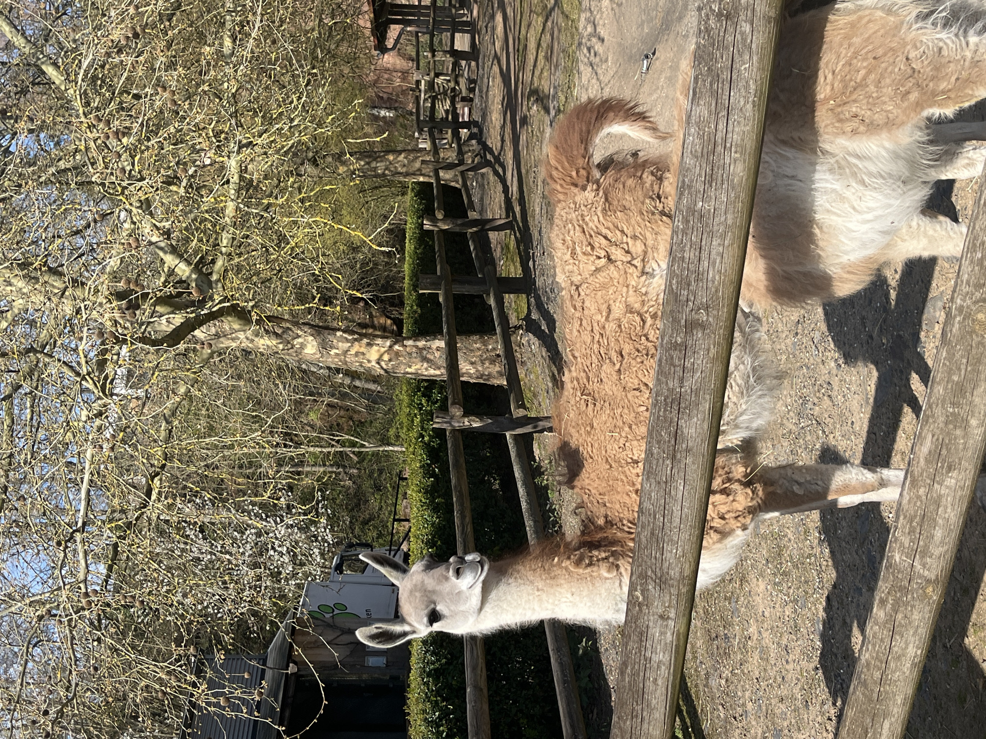 Zoo visitors observe animals at Saarbrücken facility