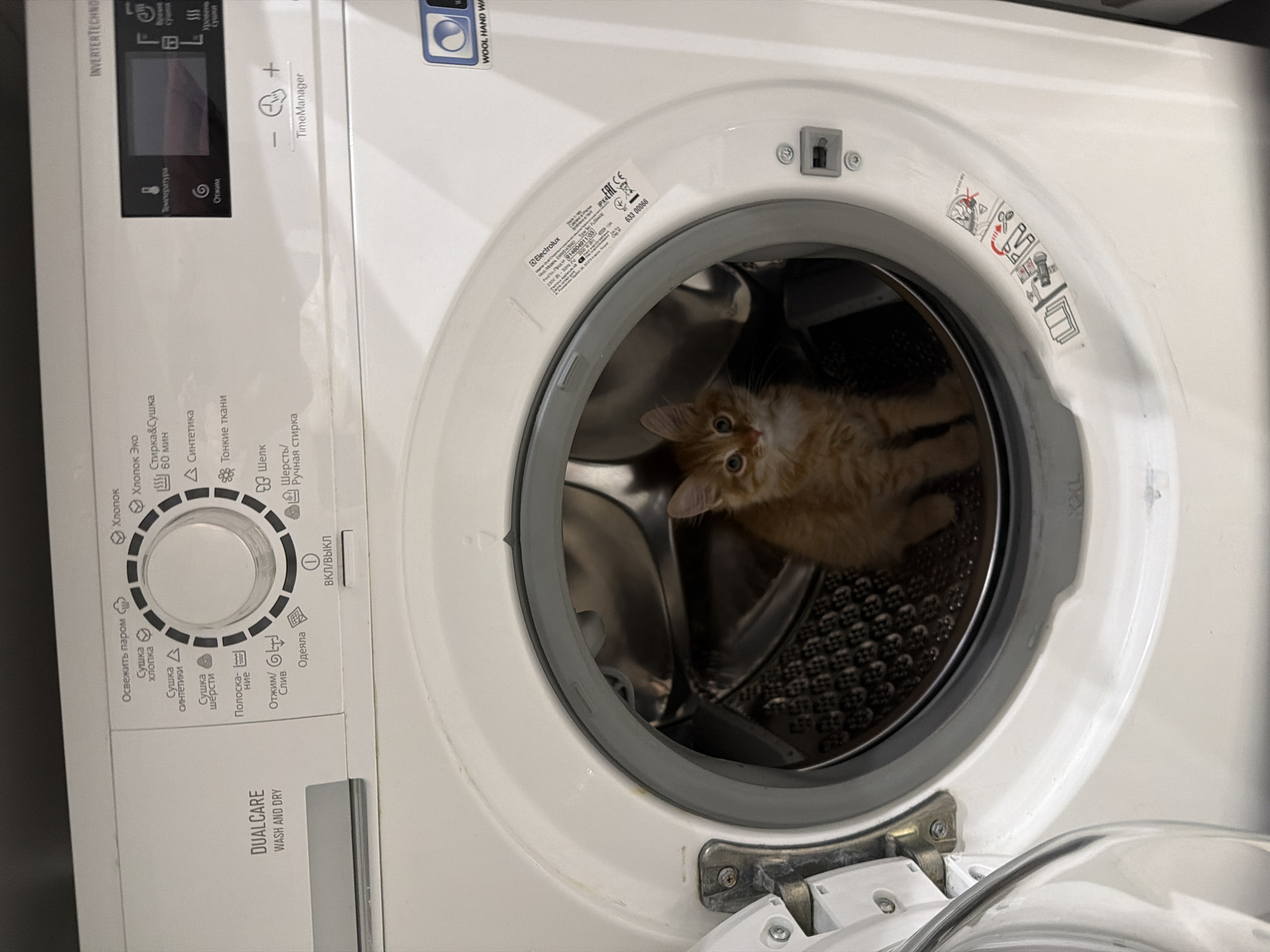 Kitten found inside washing machine drum in Khimki, Russia