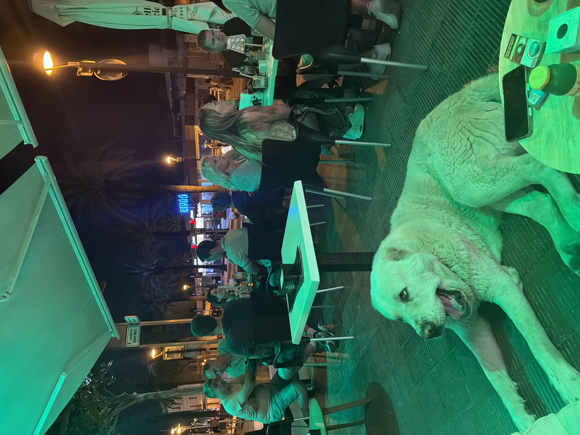 Dog rests at green-lit outdoor cafe in Salou, Spain