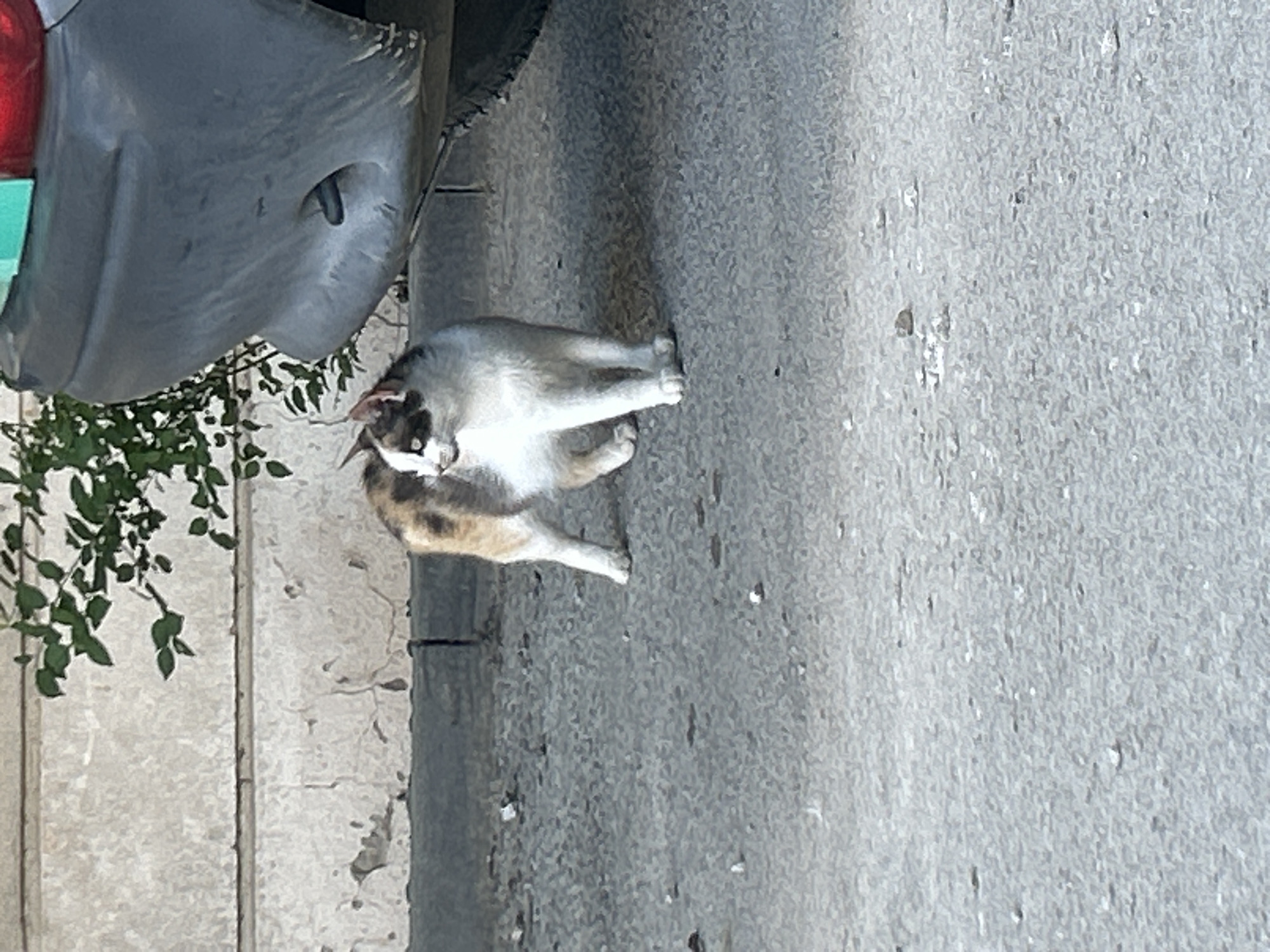 Calico cat pauses beside a parked dark gray vehicle