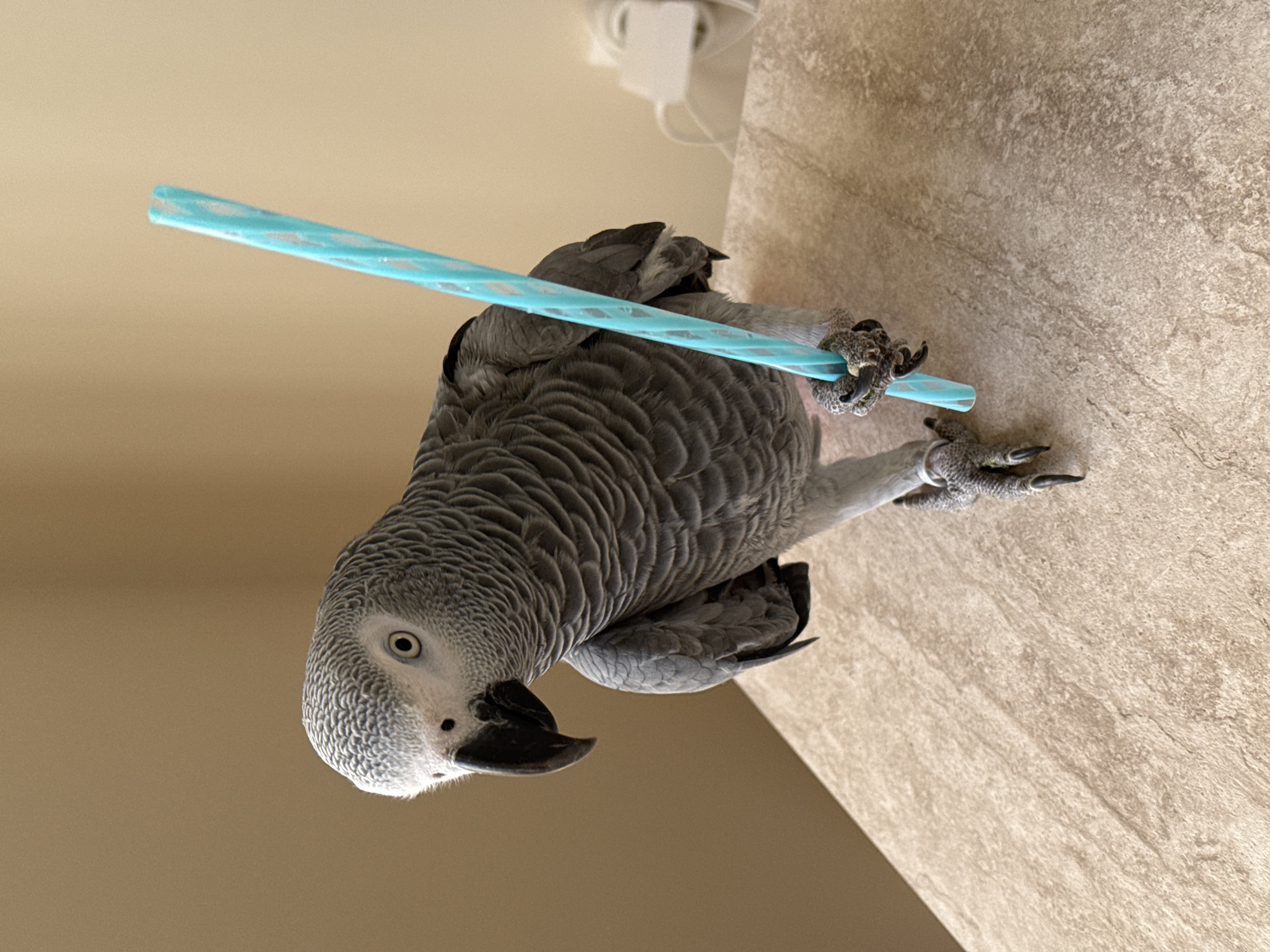 Sunny Burgas coastline and a playful African Grey Parrot