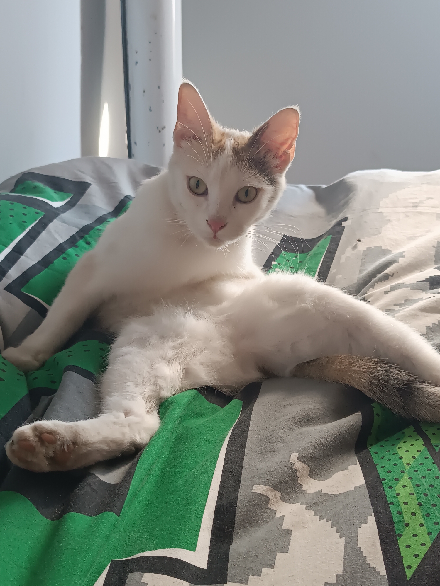 Cat rests on patterned bed in Viadana, Italy