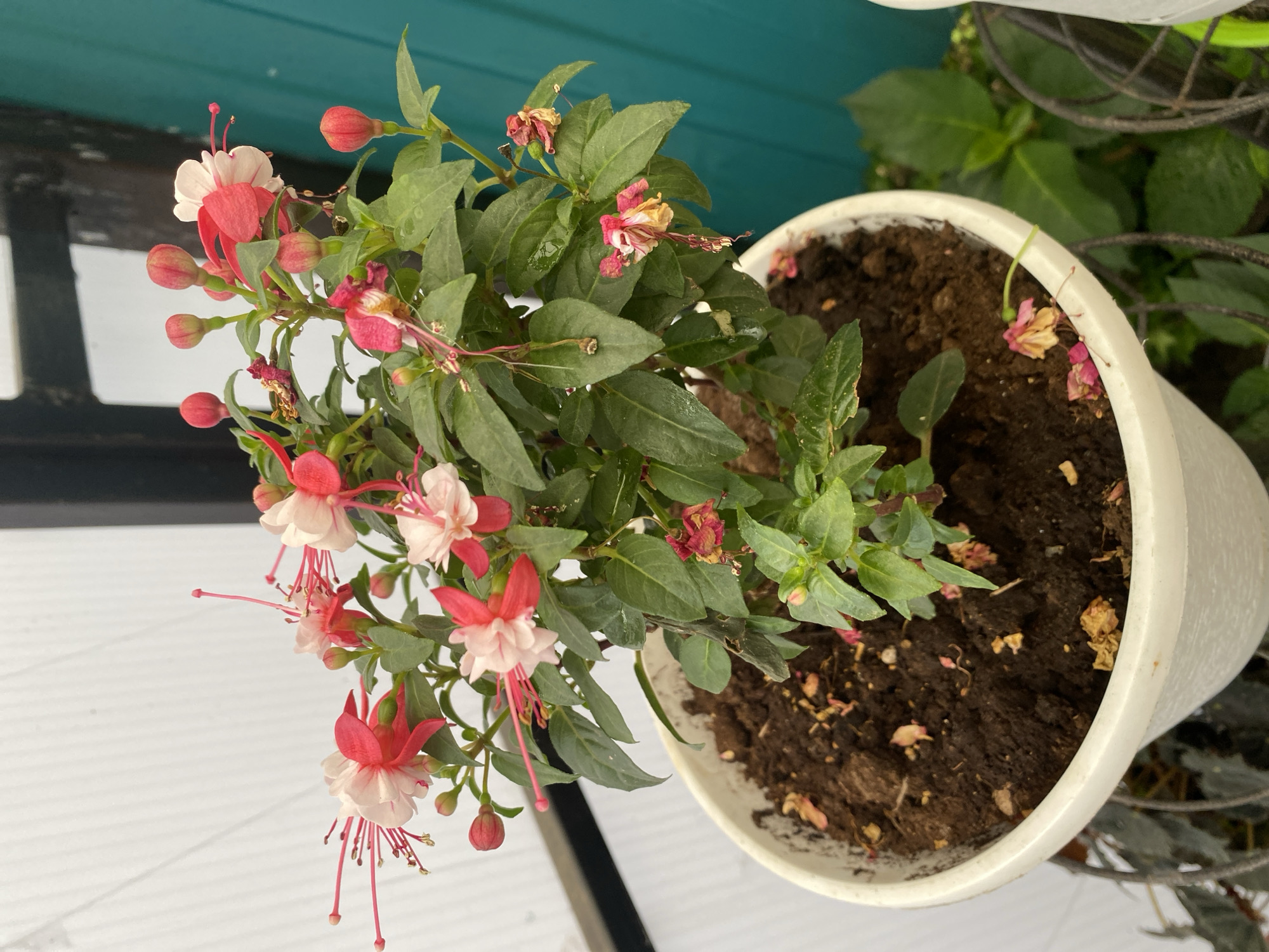 A quiet morning at home in Maykop, plants and small treasures