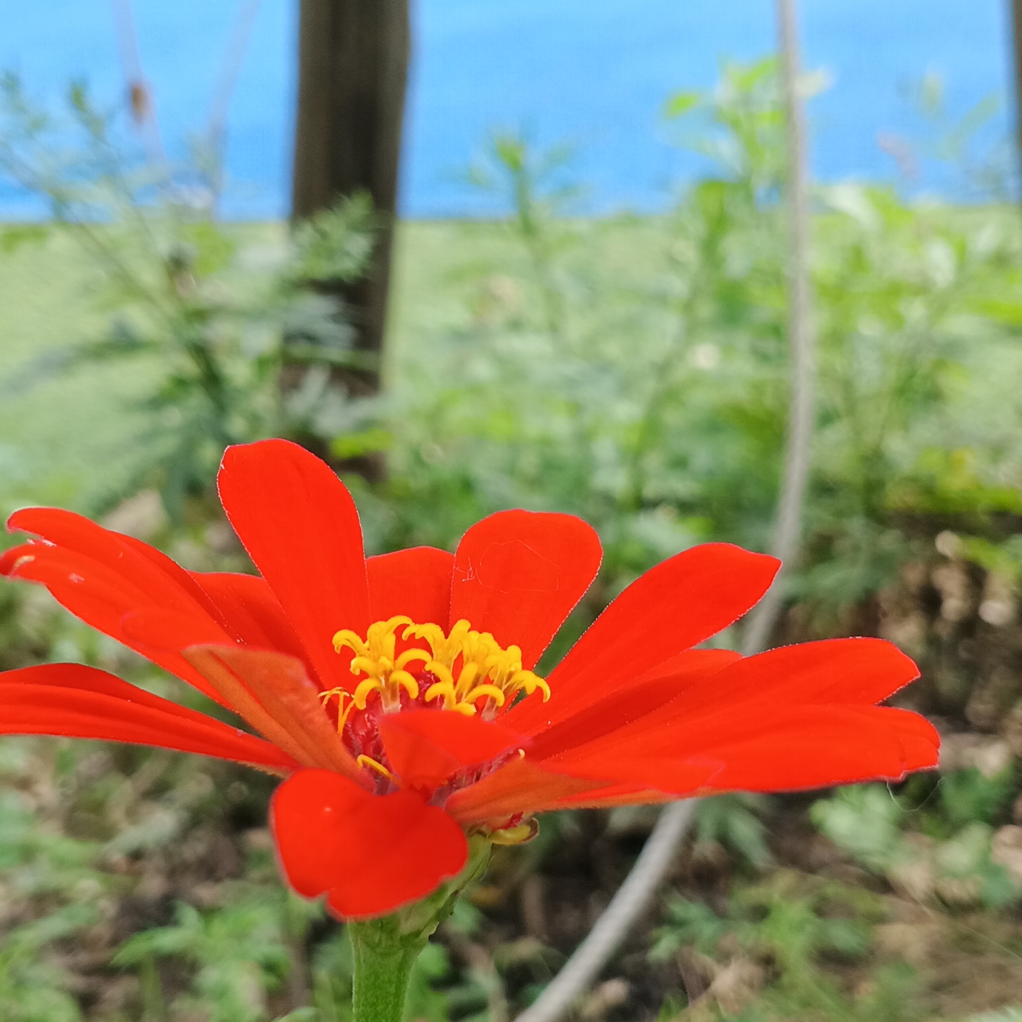 Morning walkabout captures flowers, cats, statues in Shunde District
