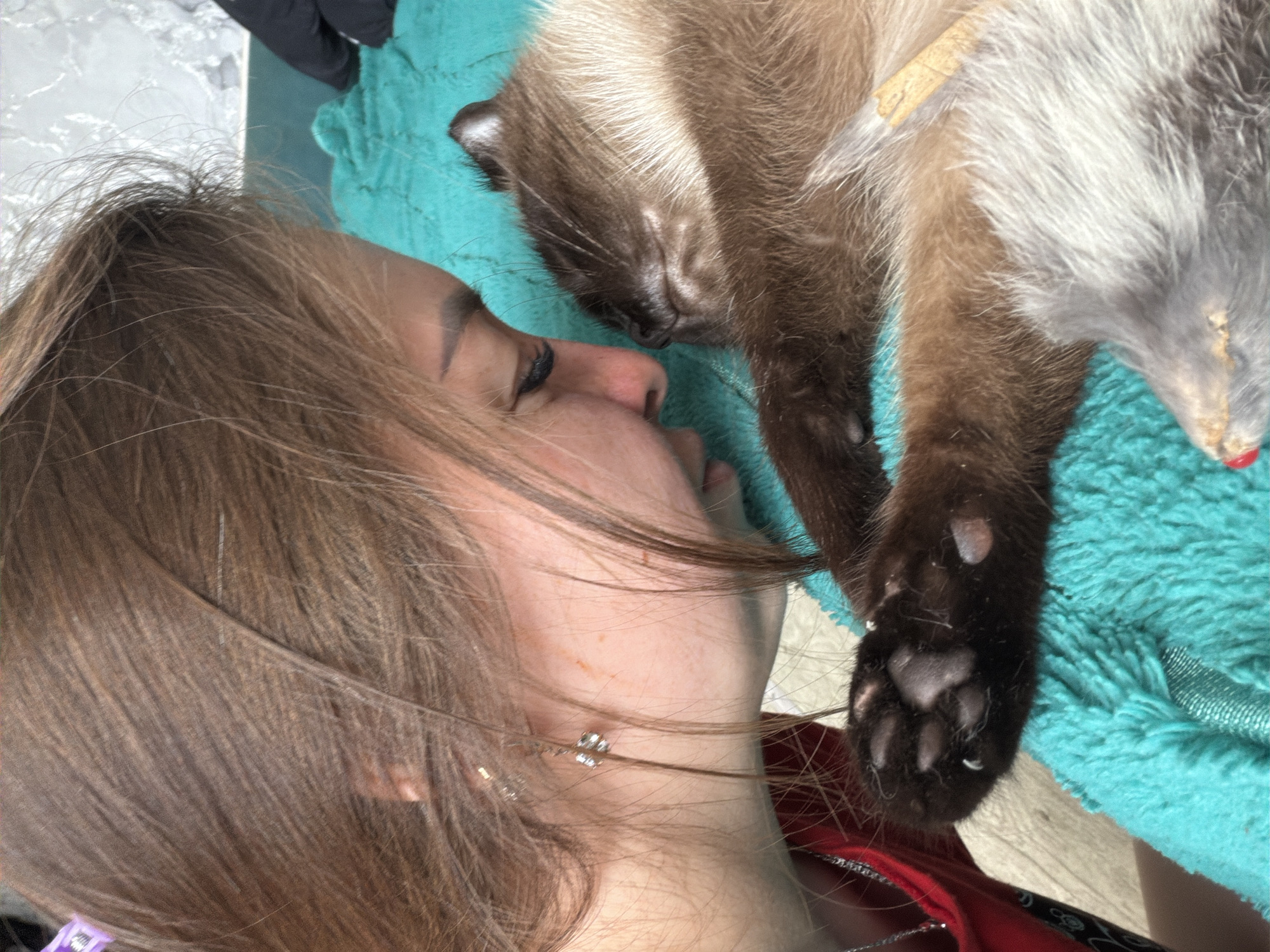Siamese cat relaxes on a teal blanket in Tujmazy