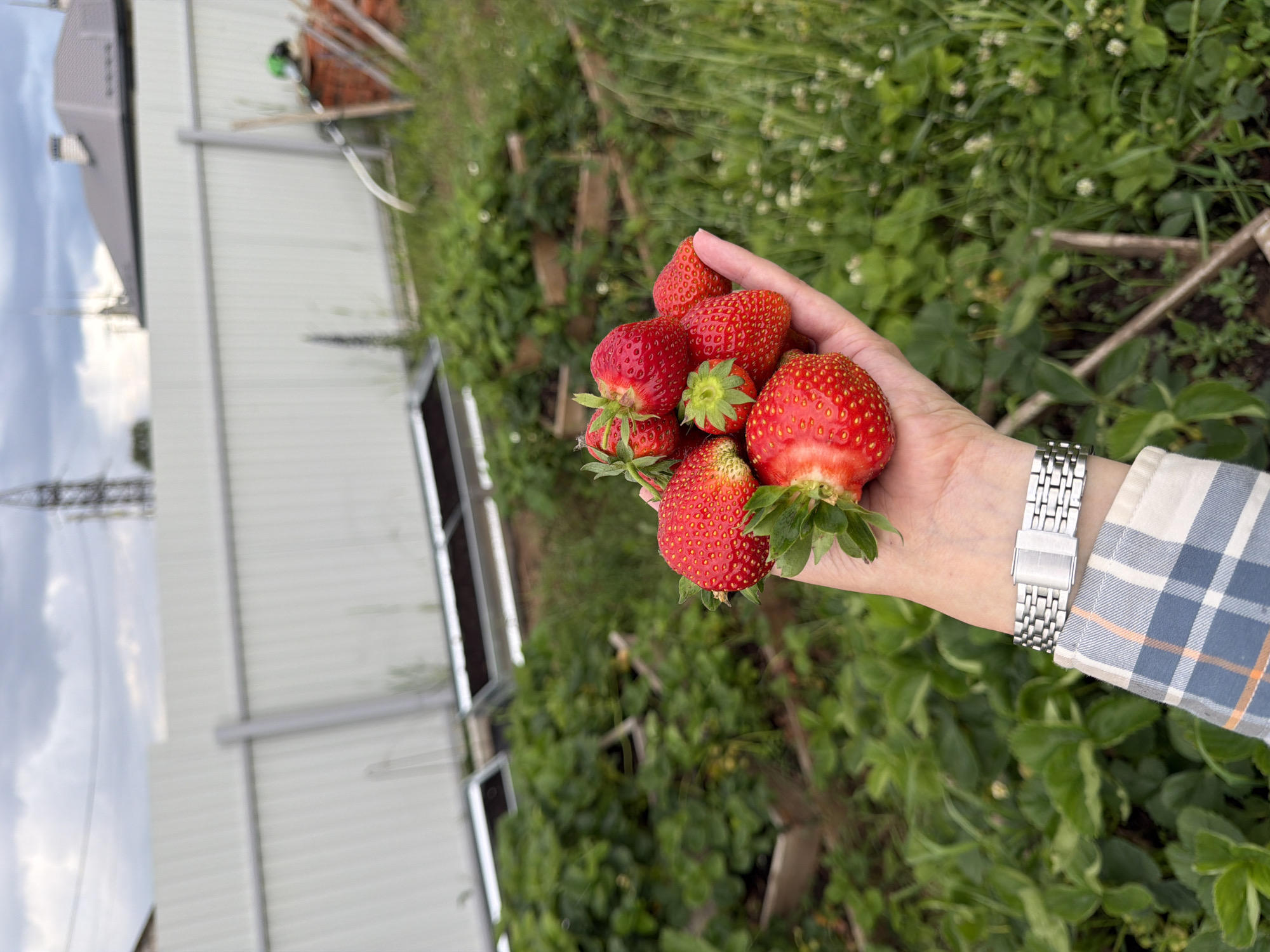 Strawberry picking and a rainy afternoon in Chaikovsky, Russia