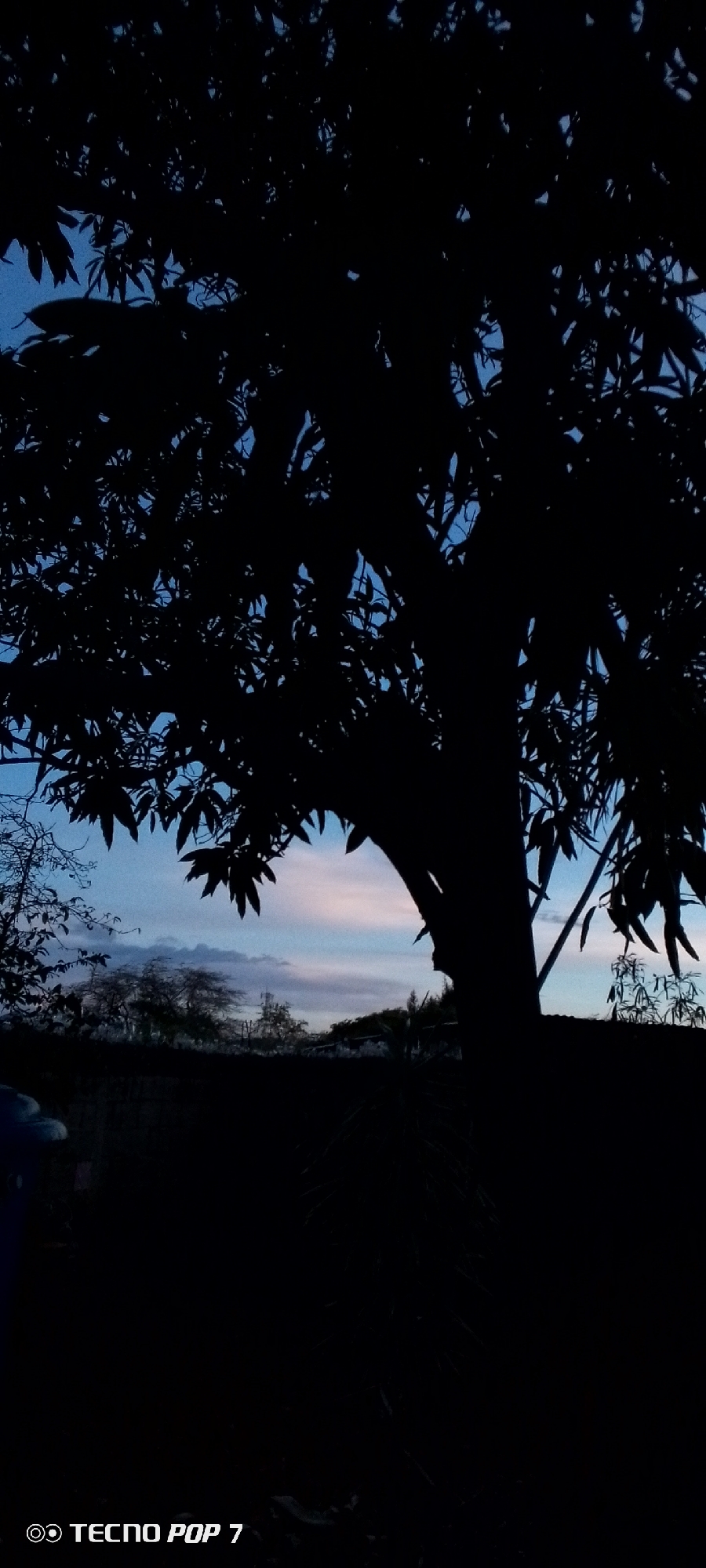 Twilight through the trees in Altagracia, Venezuela