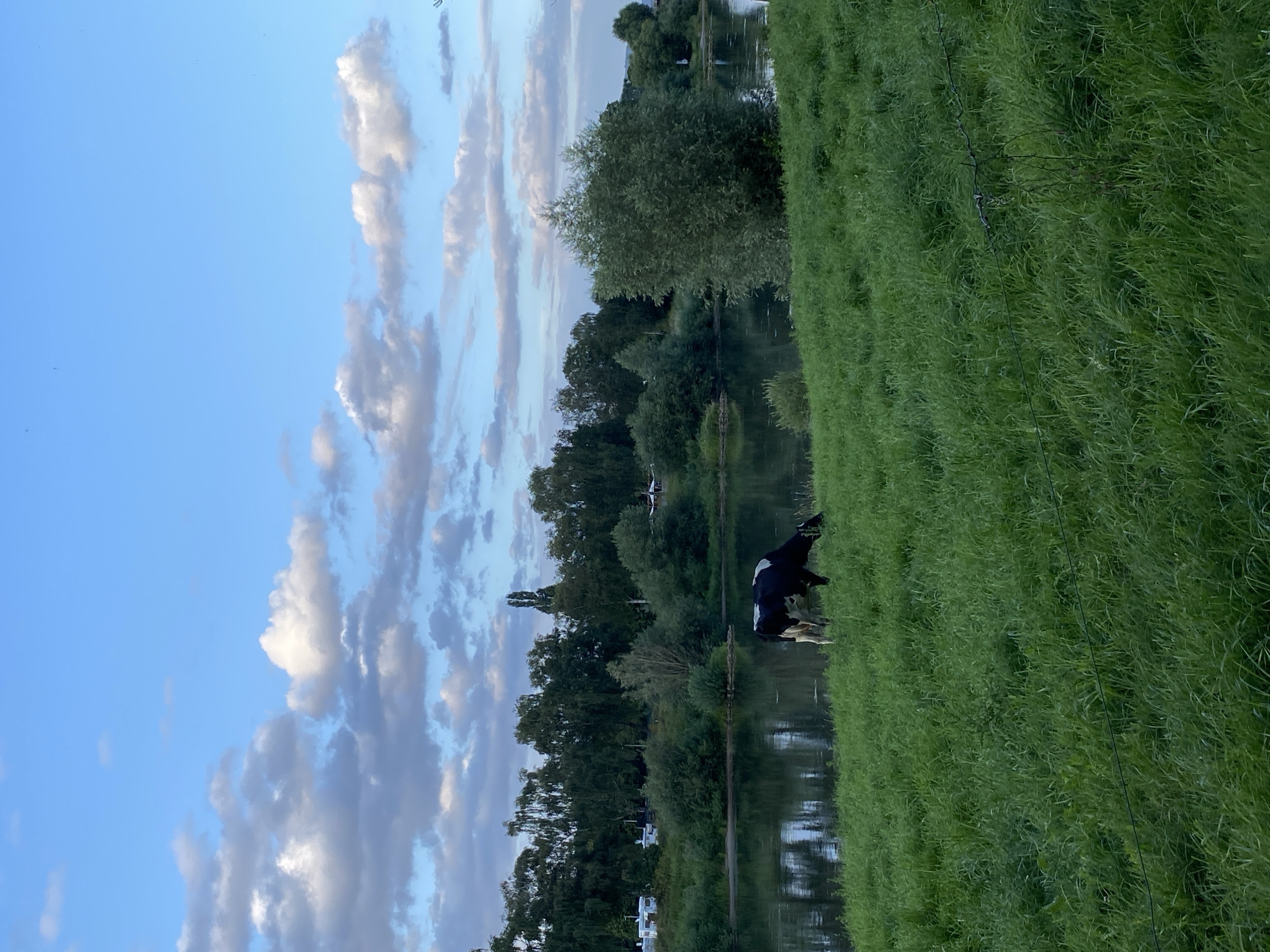 Riverside pasture at dusk, Rinteln, Germany