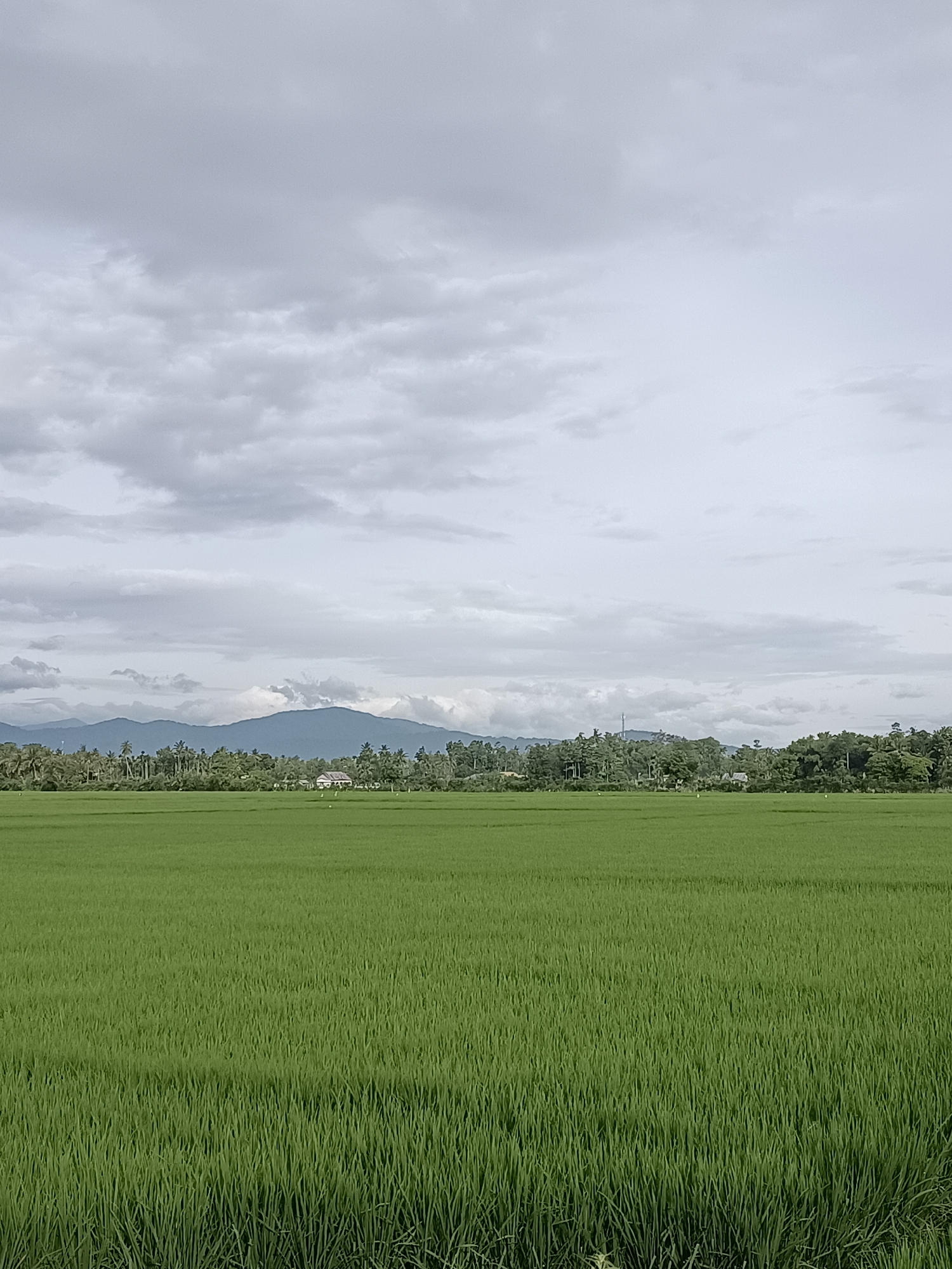 Lush rice paddy fields stretch across Blang Lilue under cloudy skies