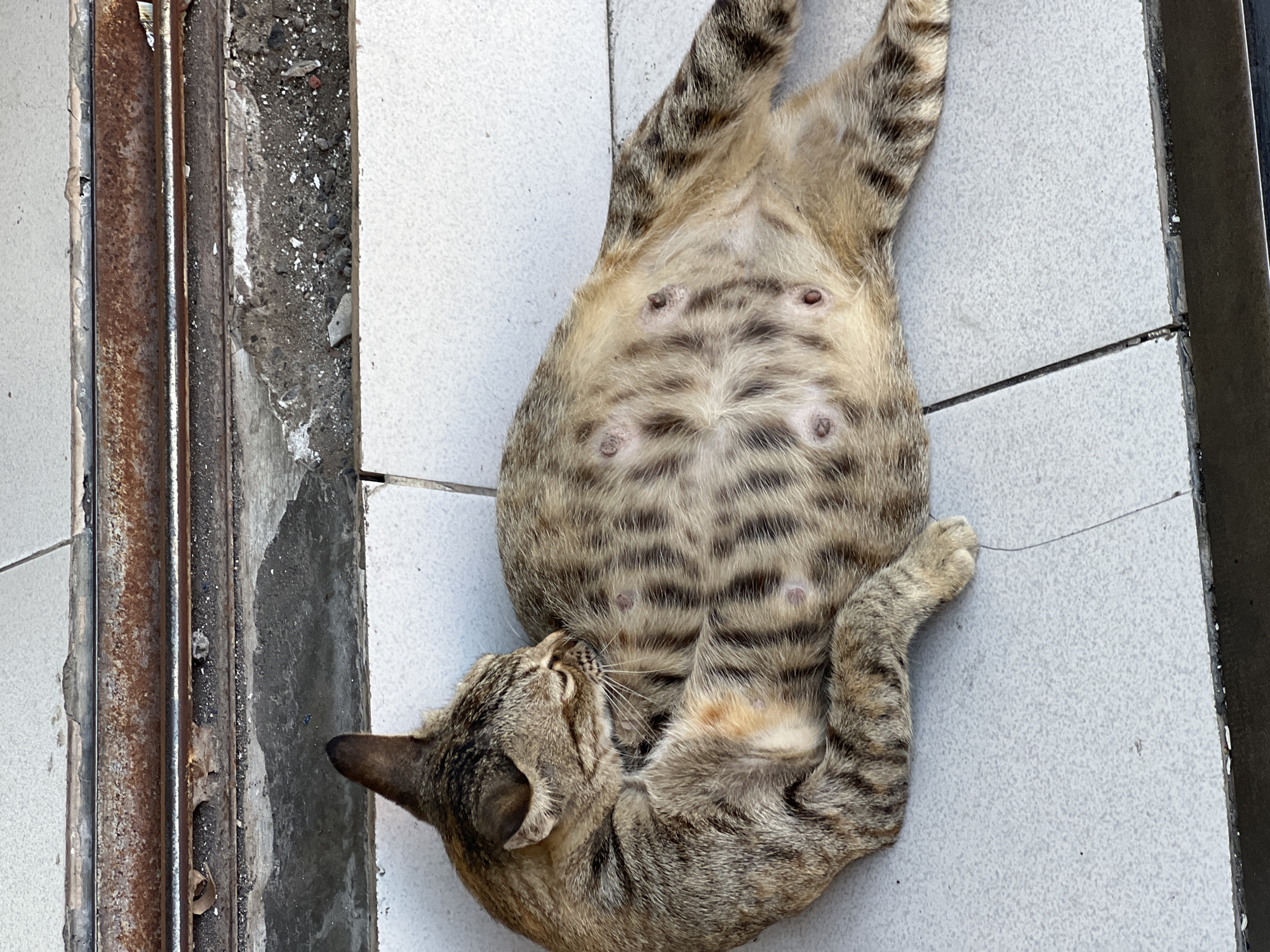 Kuta street scenes: traffic, a gas station queue, and a resting cat