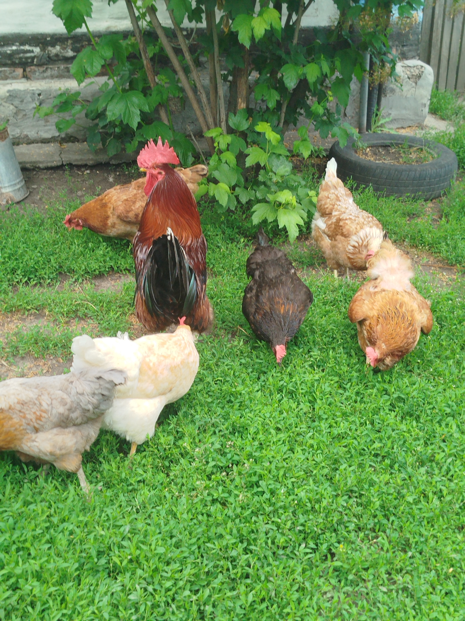 Rural chickens and cats observed in Ukrainian village yards
