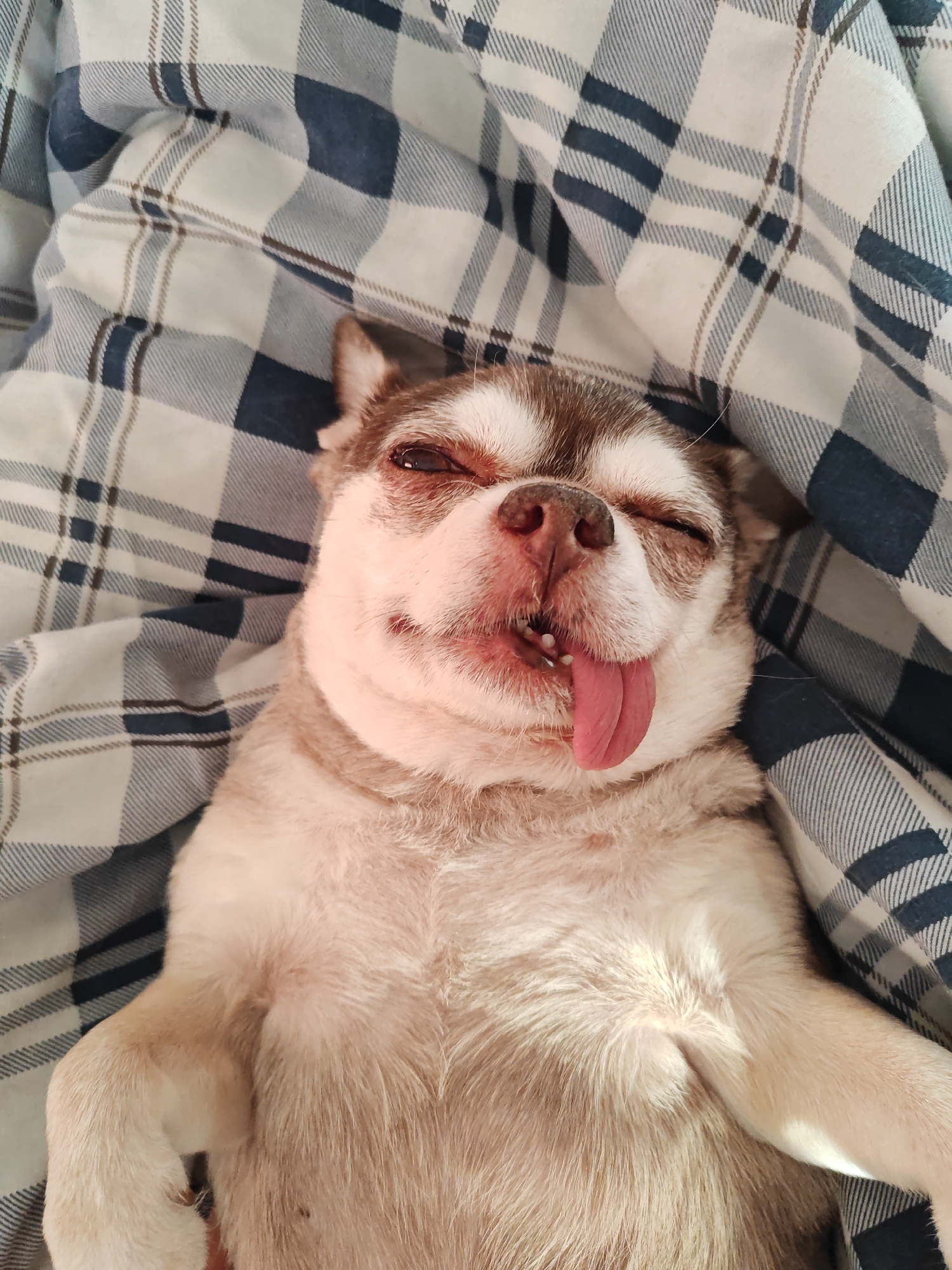 Chihuahua rests on blanket in Saint Petersburg
