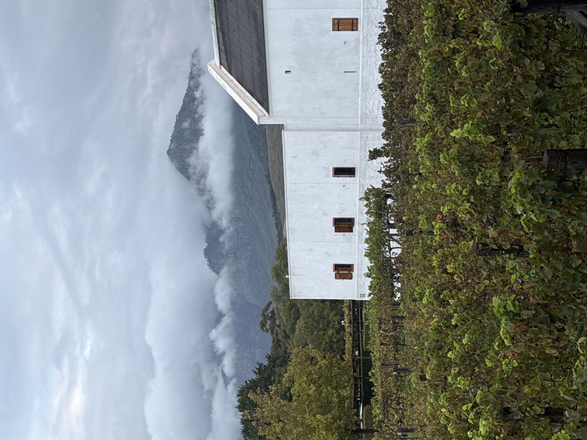 Vineyard landscape captured in Drakenstein Nu, South Africa