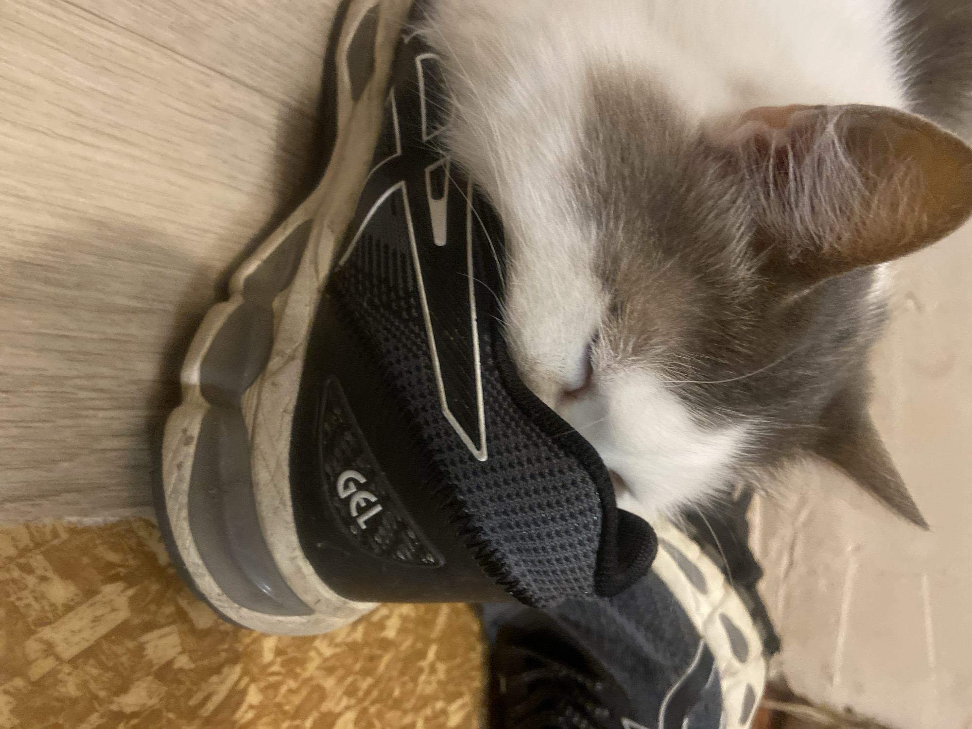 Cat investigates worn sneakers from every possible angle
