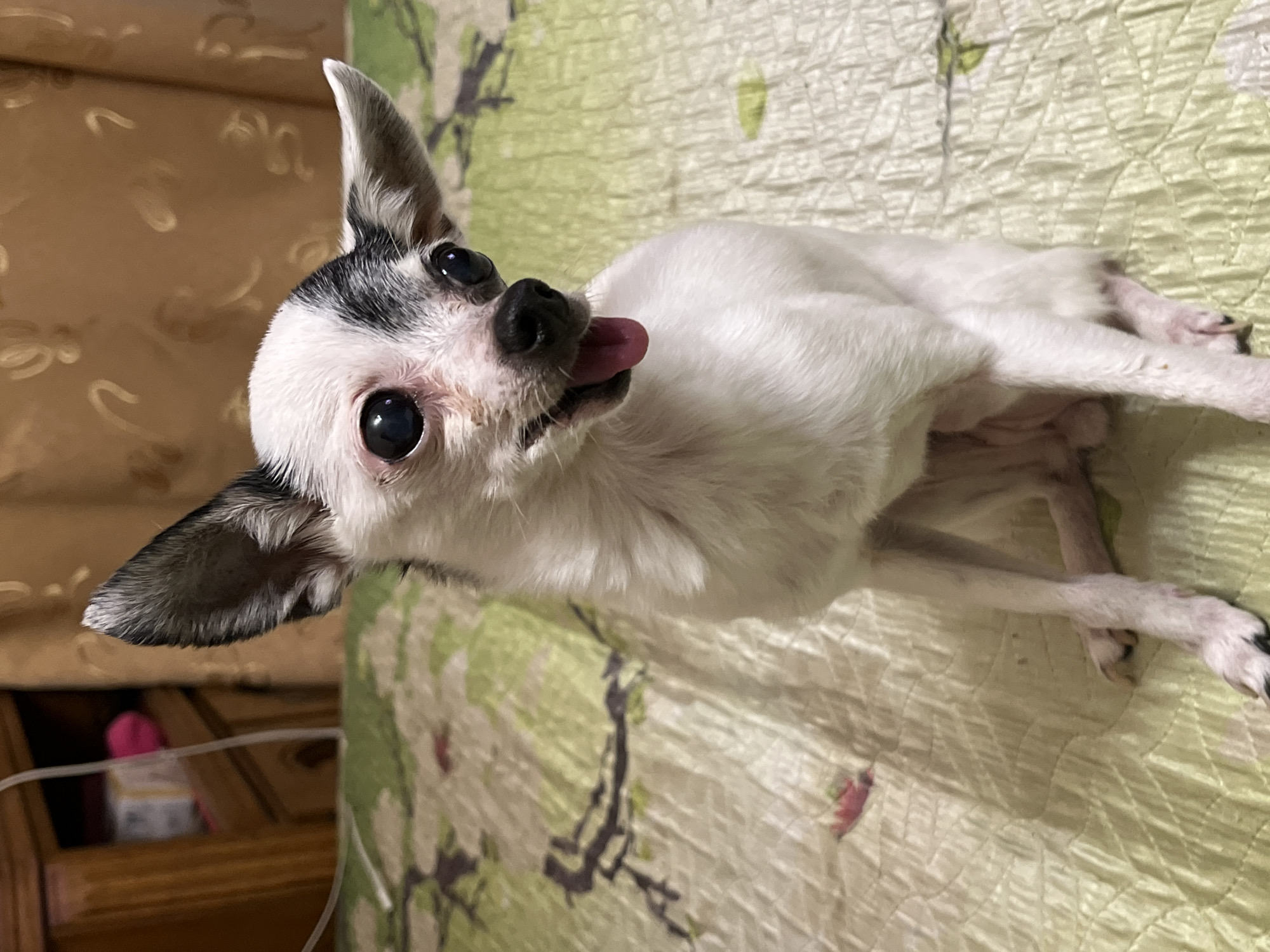 Pet photography session features playful chihuahuas and cats indoors