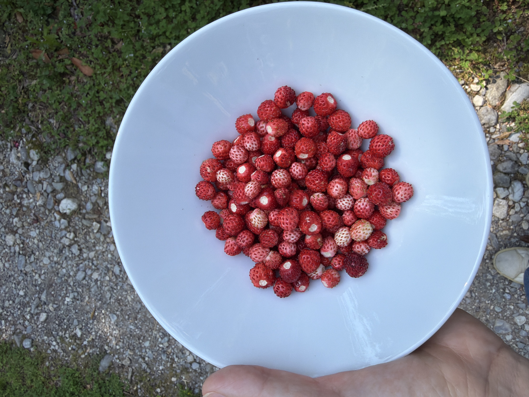 Wild strawberries collected in bowl in Penzano, Italy