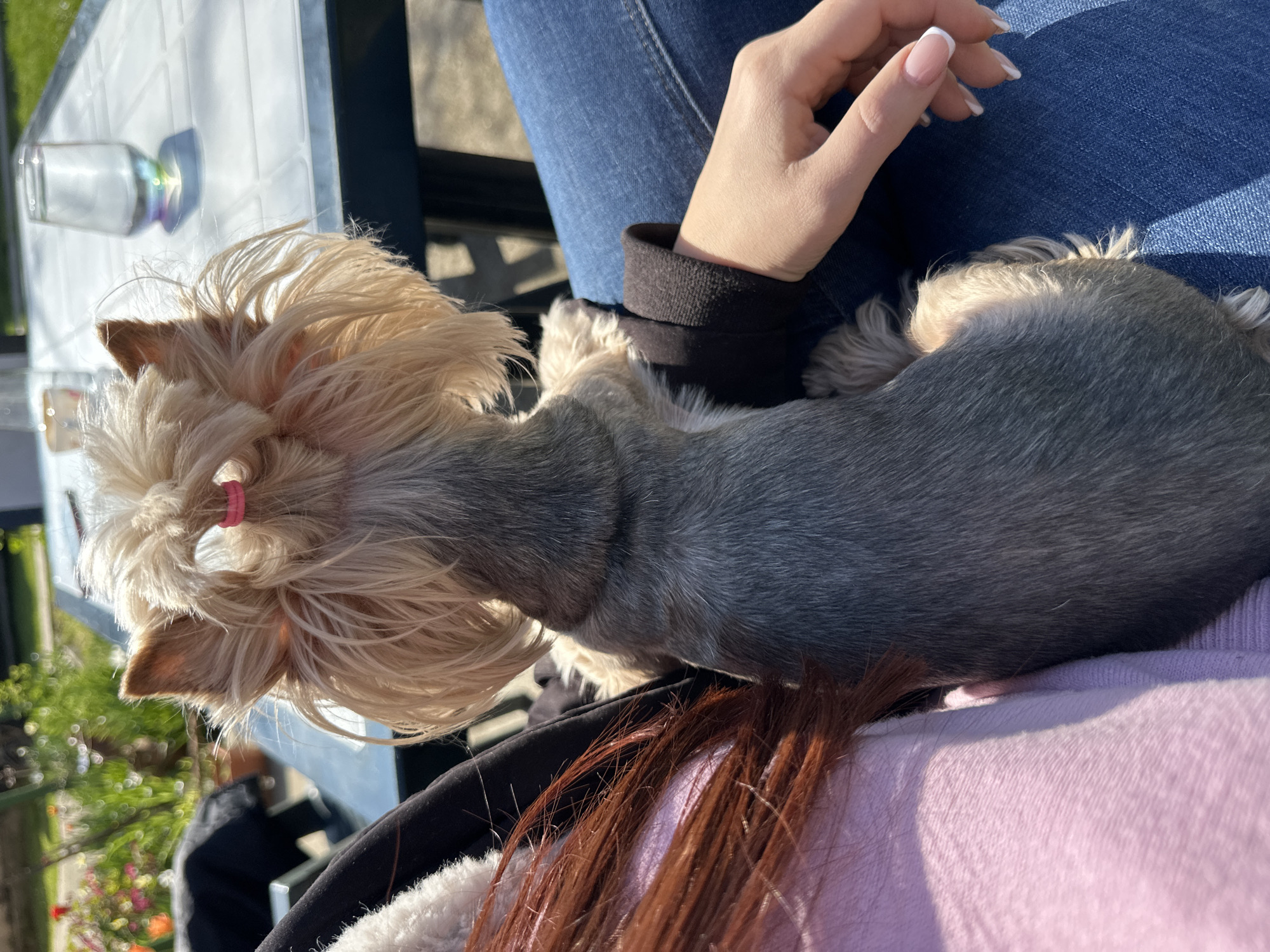 Morning pet moments captured across Lehchevo, Bulgaria backyard gathering
