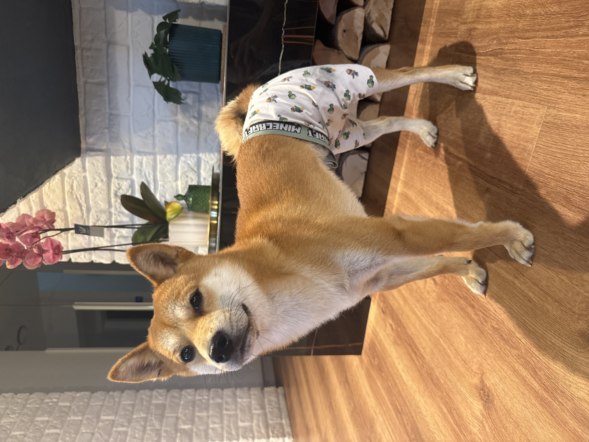 Shiba Inu spotted wearing Minecraft underwear in Carnikava home