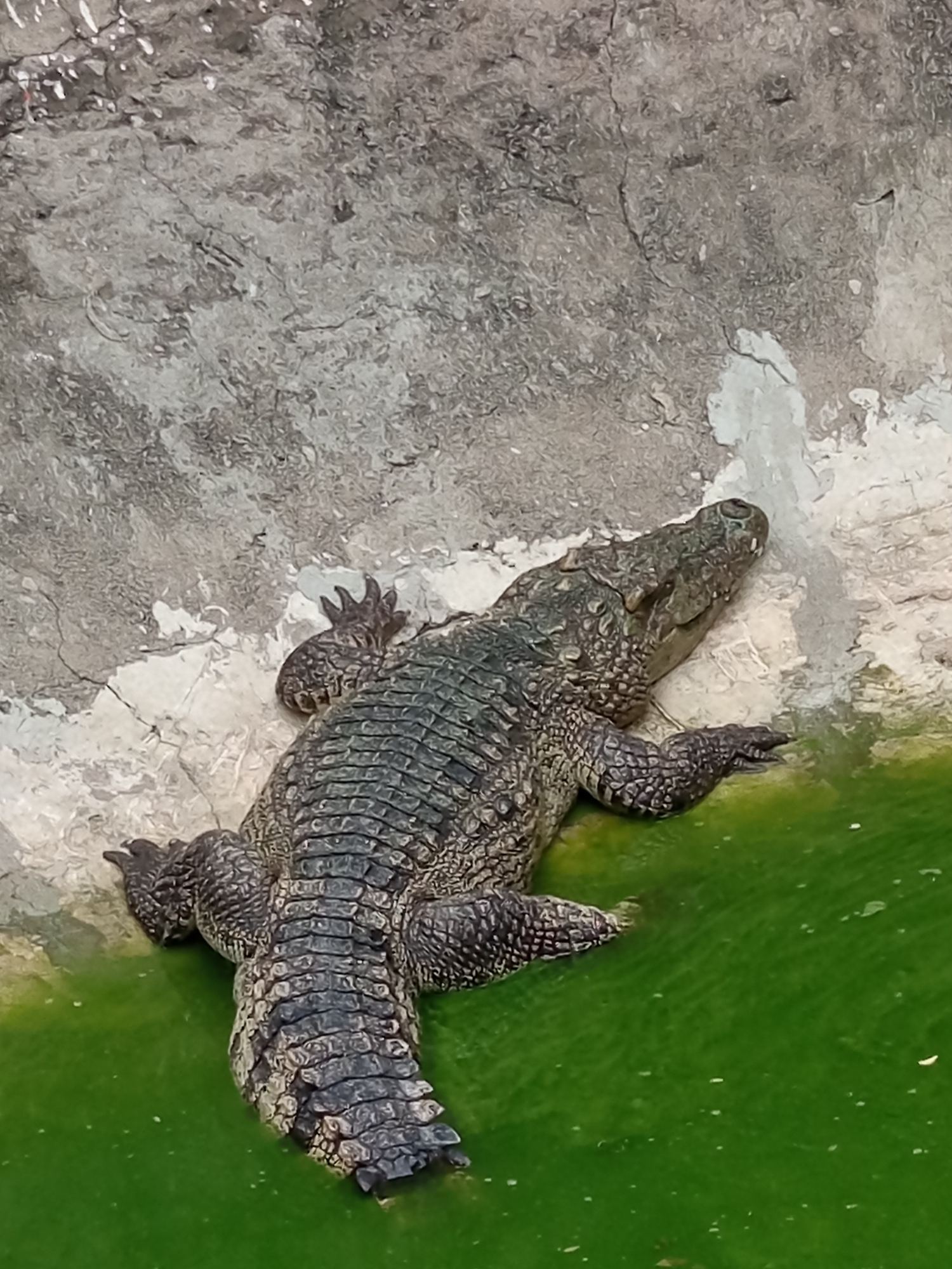 Crocodiles, statues, and quirky attractions at a Pattaya site
