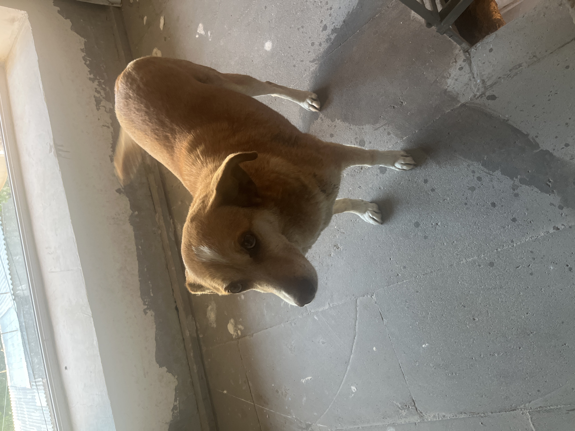 Dog spotted in multiple locations around Yeghegnadzor, Armenia
