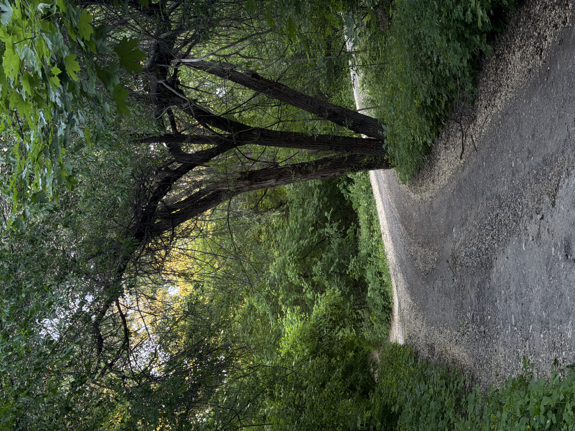 Spring walk documented through tree-lined paths in Chișinău