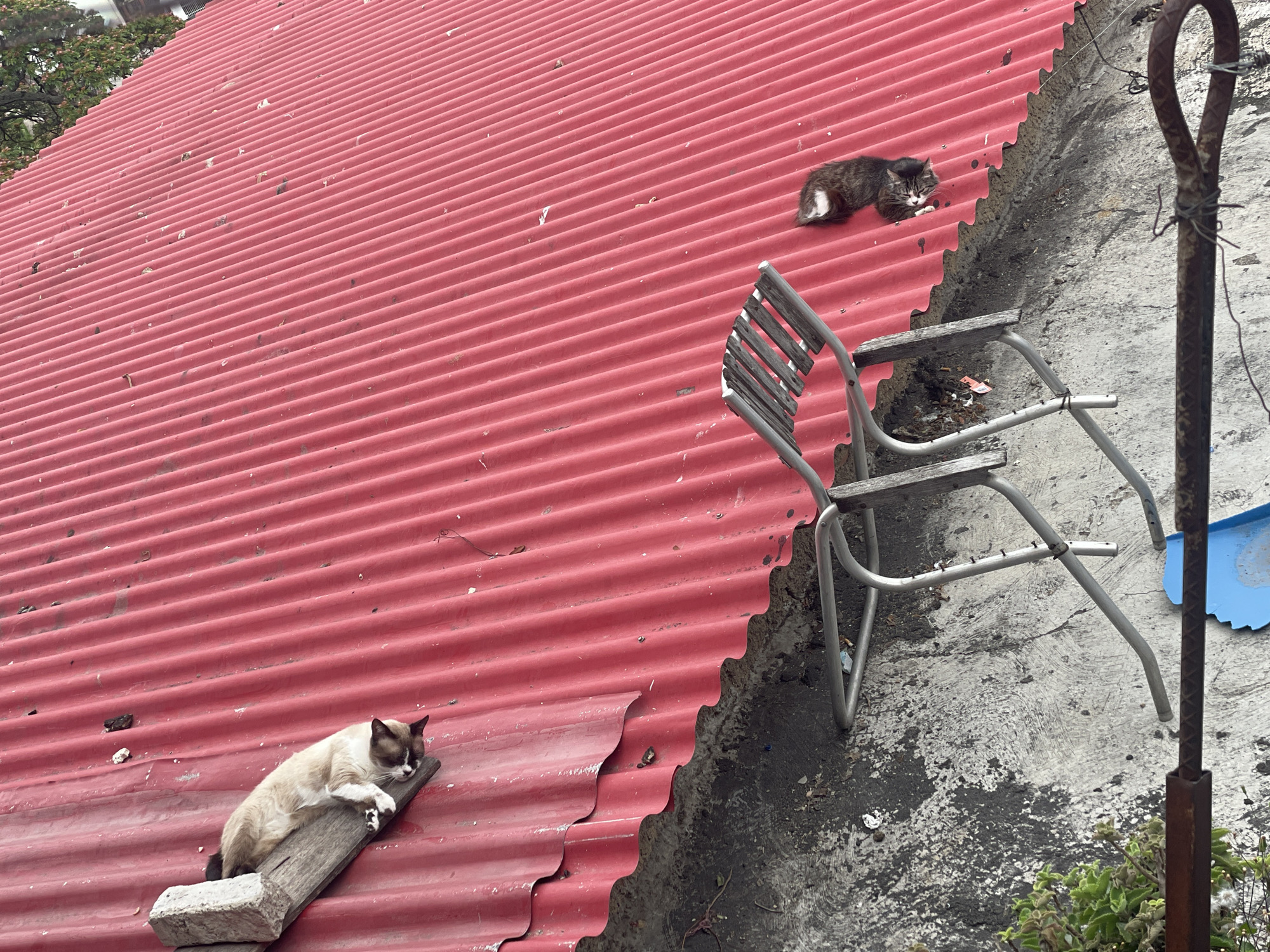 Caracas residents document cat, cityscape in ordinary morning moments