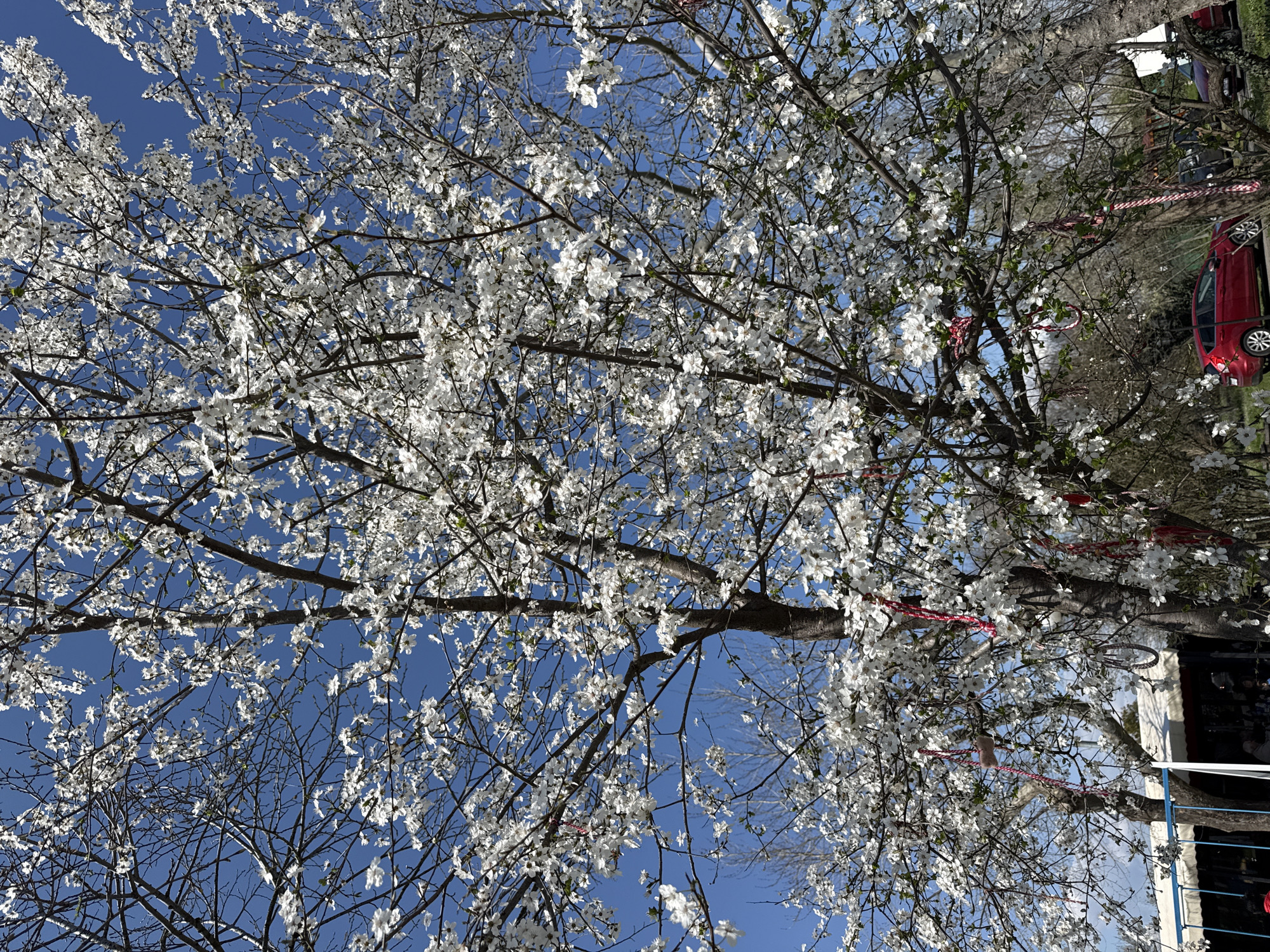 Spring blooms and Martenitsa traditions captured in Burgas parks