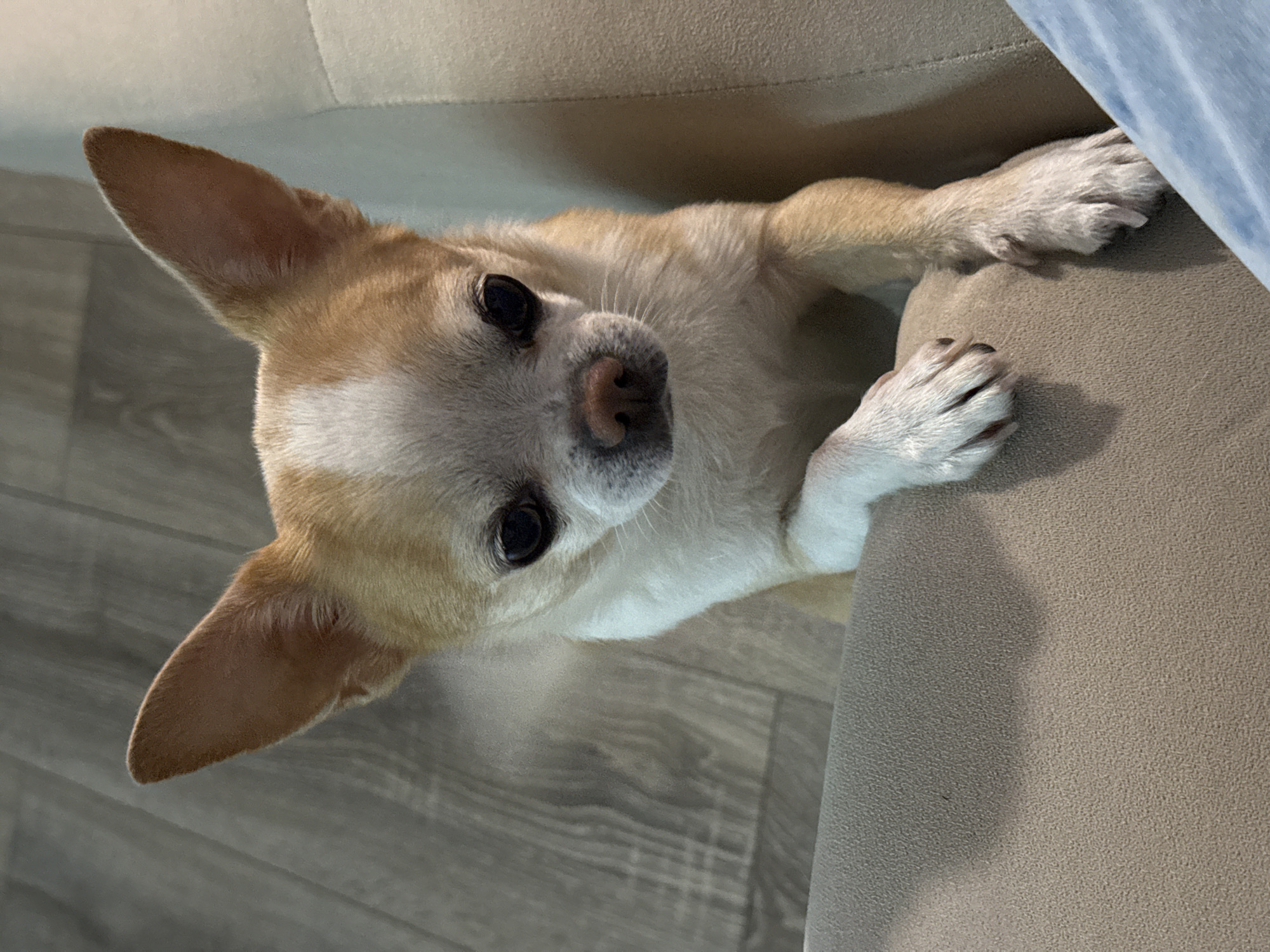 Chihuahua photographed resting on sofa in Russian town