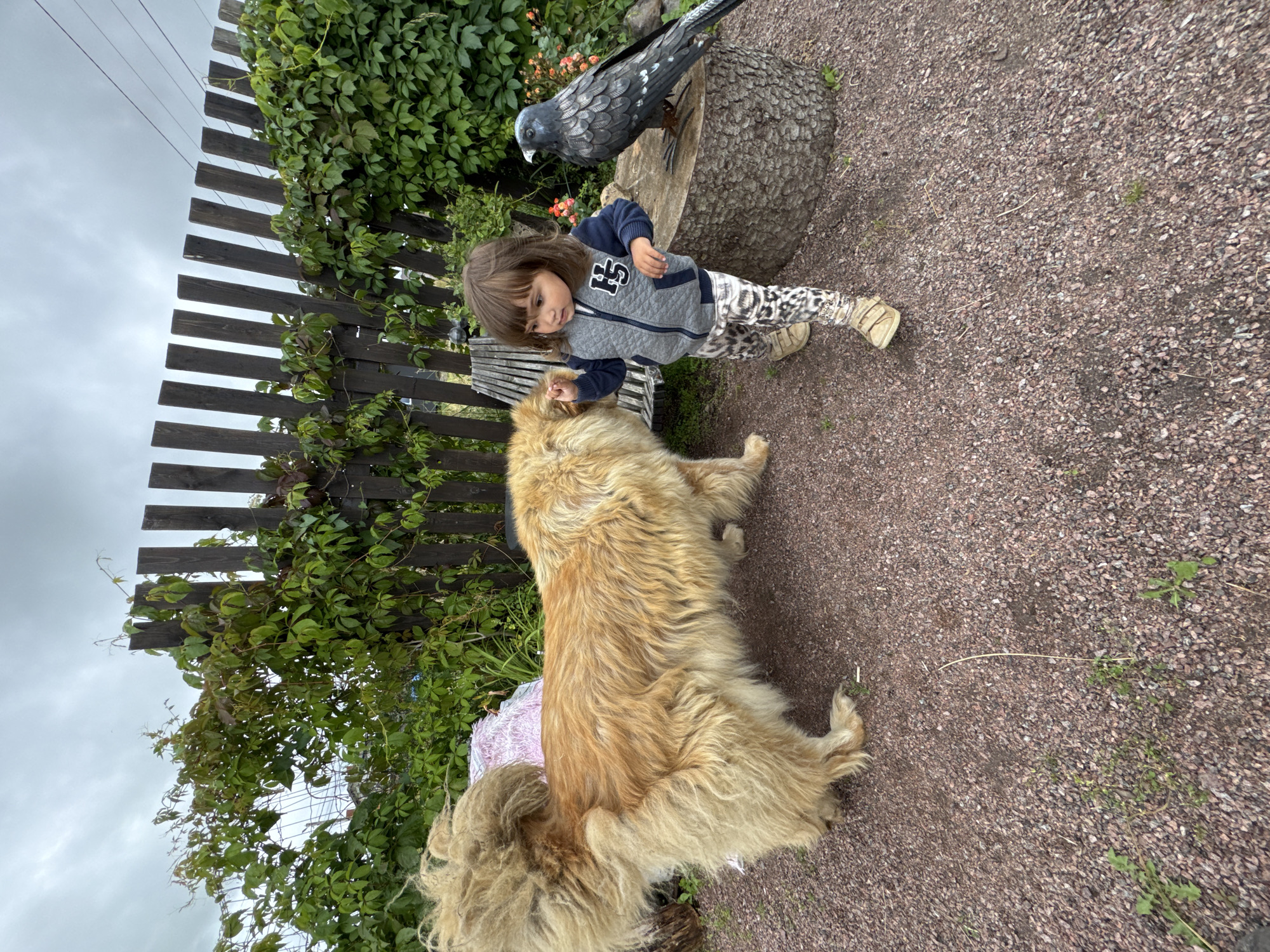 Backyard morning with a big dog, a kitten, and a kid