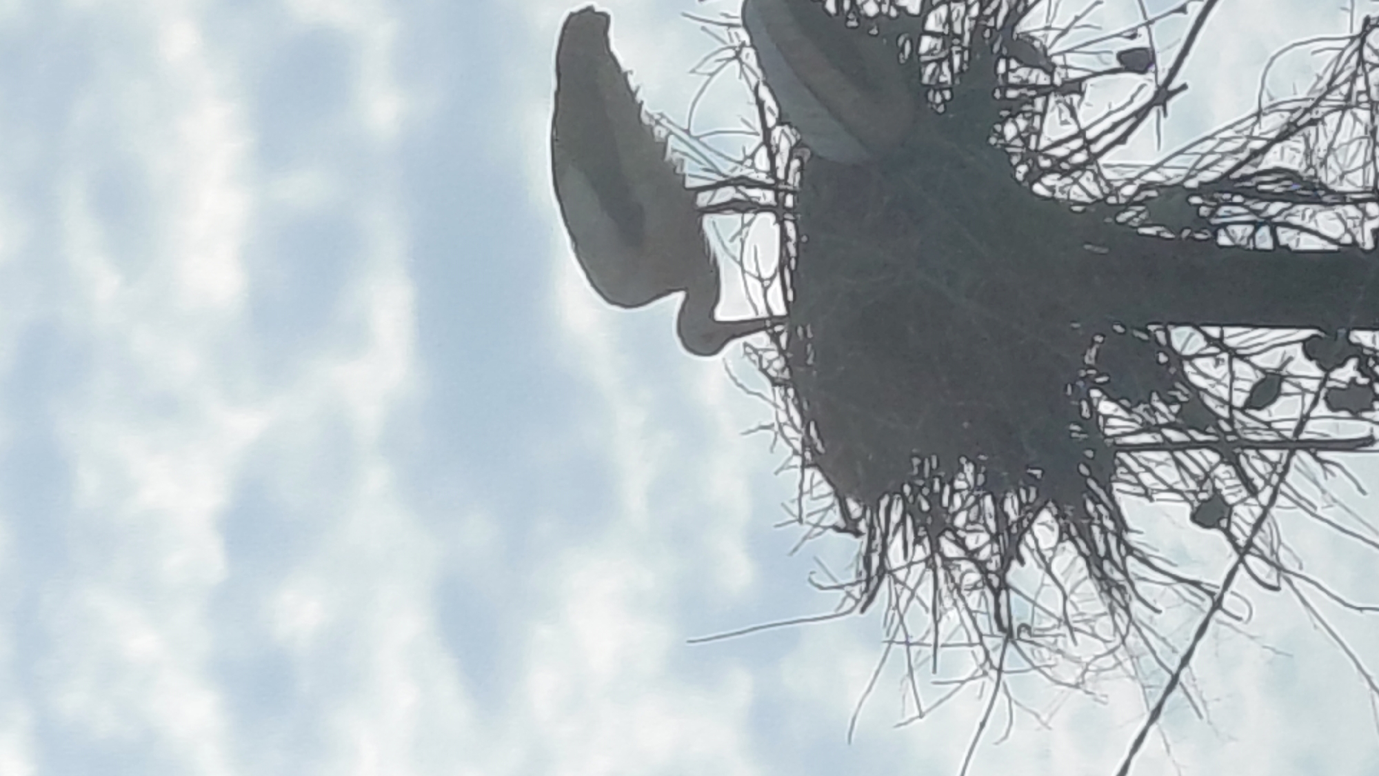 Large Birds Build Nests on Utility Poles