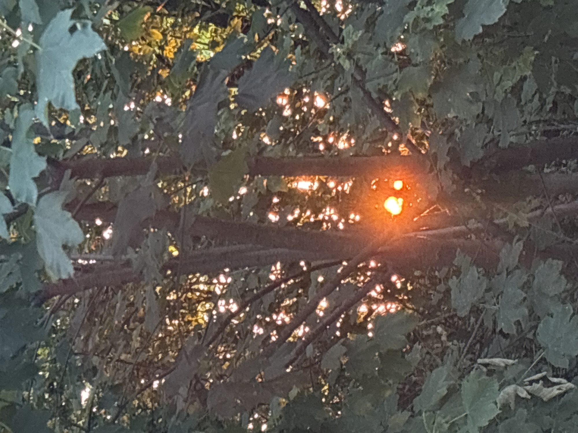 Golden hour light through trees in a Munich park