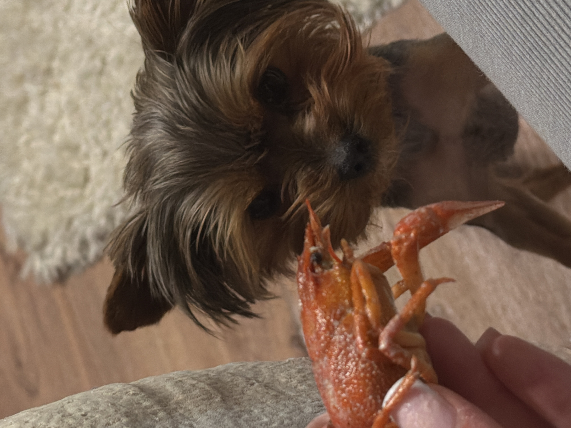 Dog receives crawfish treat from owner in Krasnoyarsk home