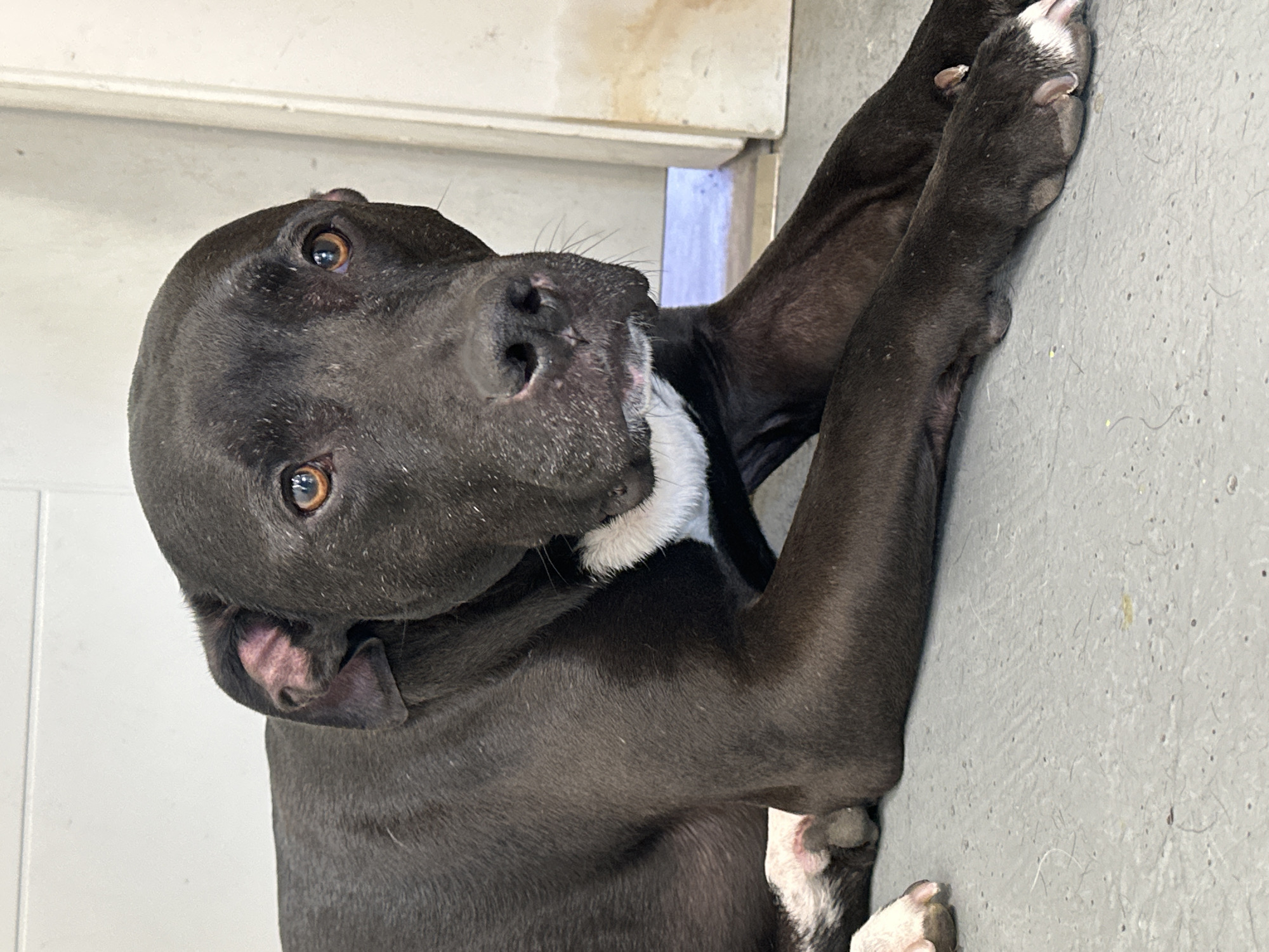 Pit bull dog photographed resting in Pitt Meadows home