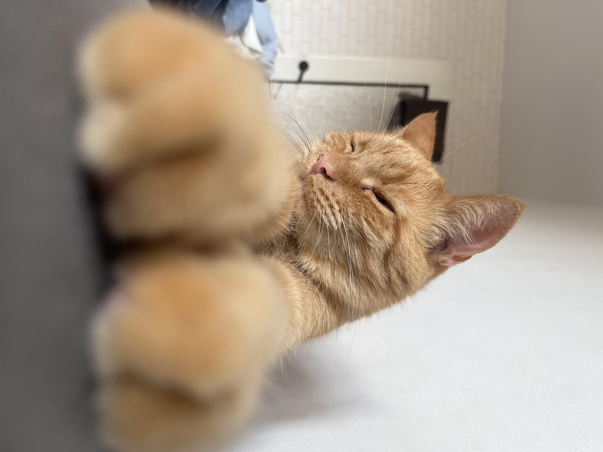 Orange tabby cat relaxing around a Zabrze apartment