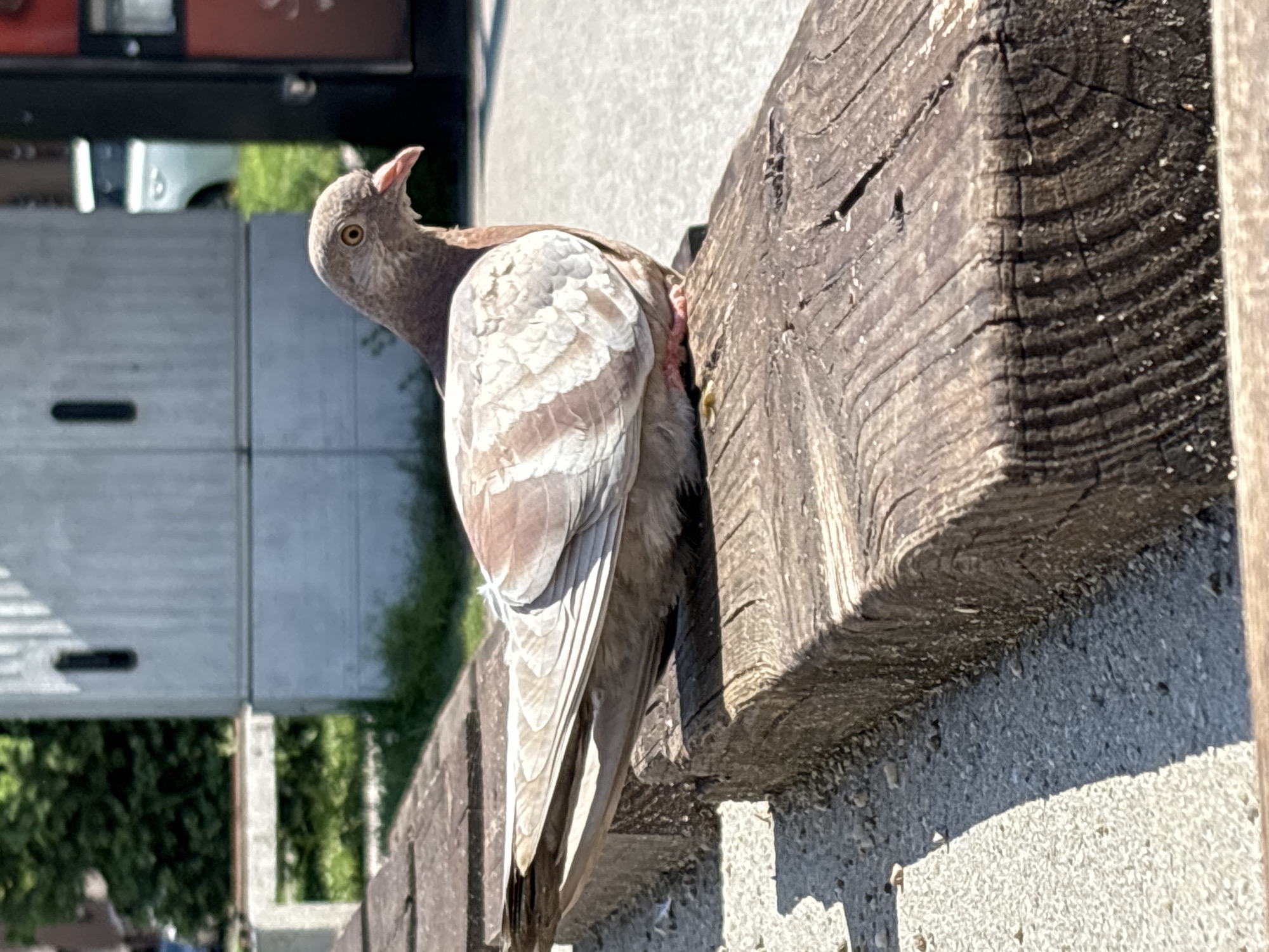 Pigeon and public art captured in Plovdiv, Bulgaria