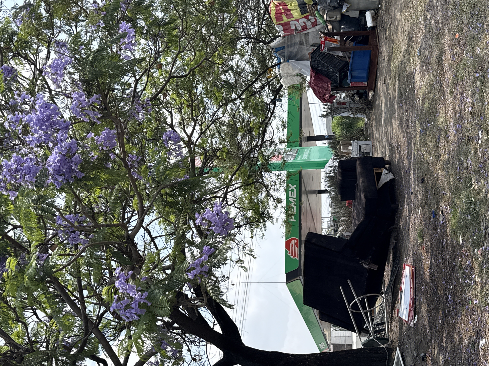 Blooming jacaranda tree spotted near gas station in Puebla